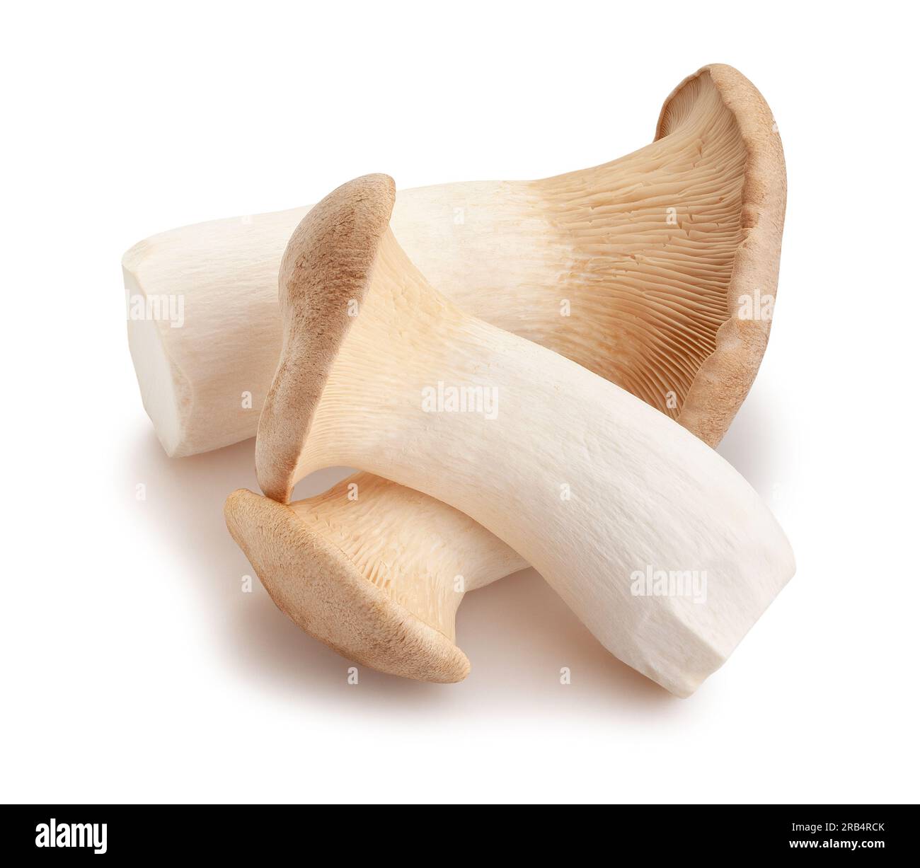 King Oyster Pilze Pfad isoliert auf weiß Stockfoto