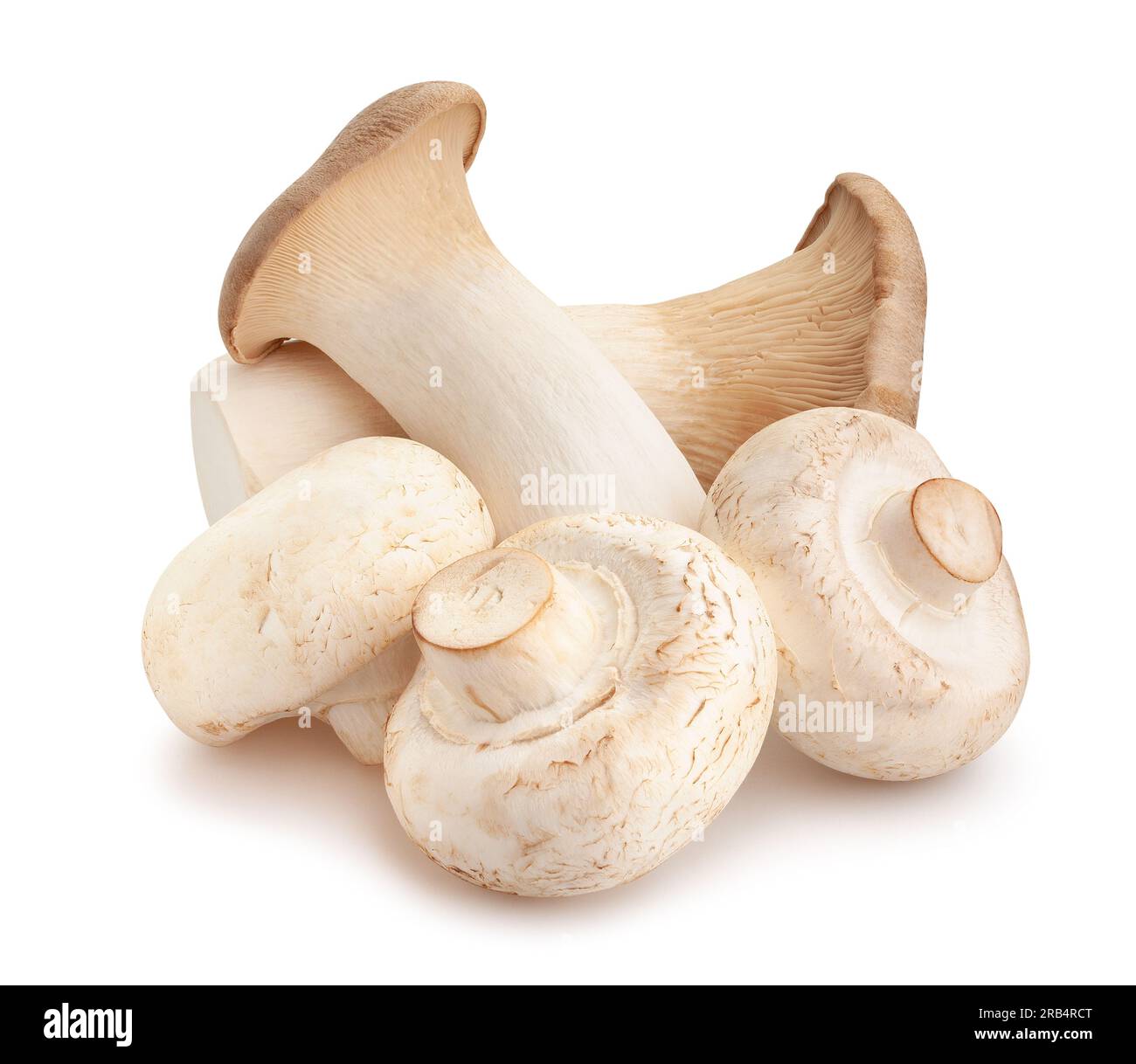 King Oyster Pilze Pfad isoliert auf weiß Stockfoto