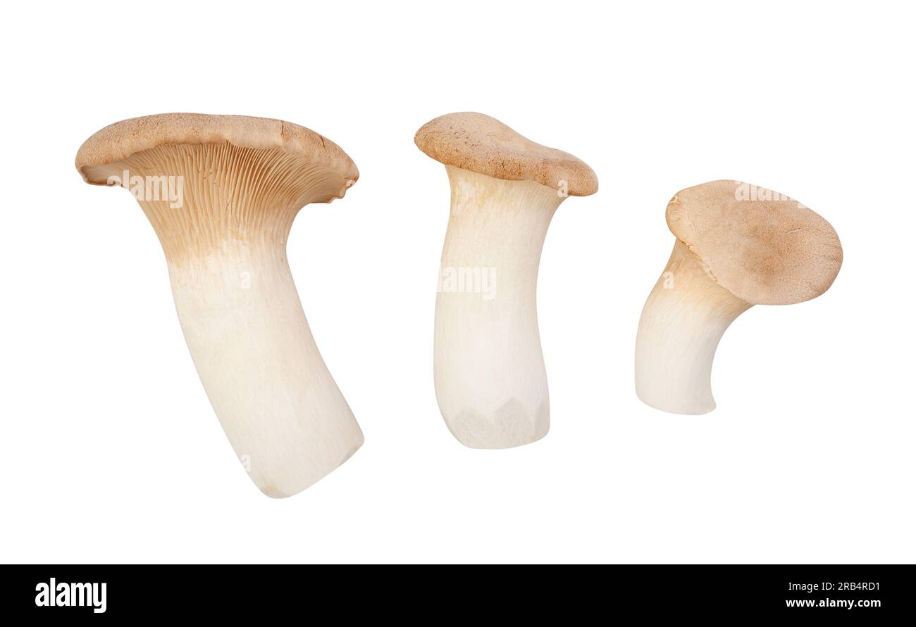 King Oyster Pilze Pfad isoliert auf weiß Stockfoto