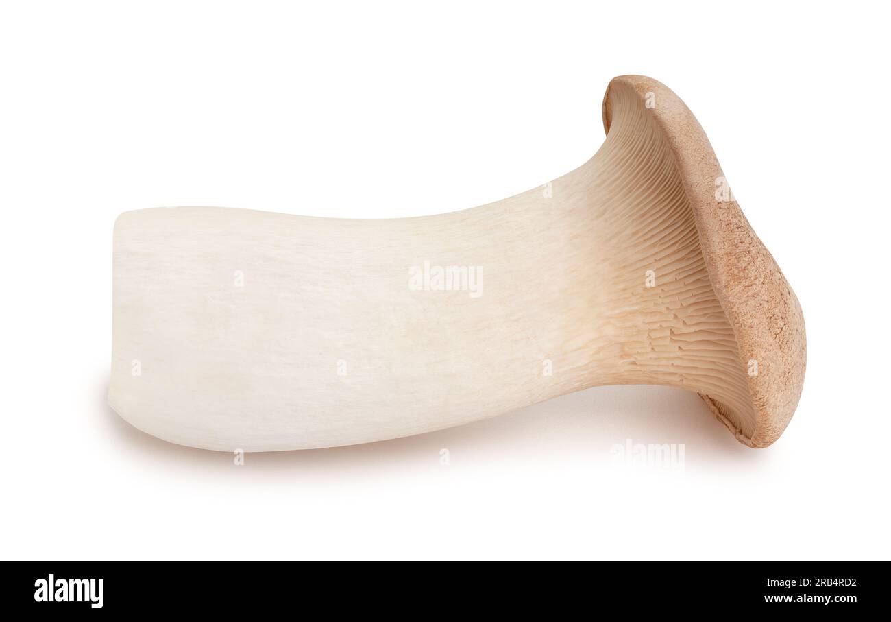 King Oyster Pilze Pfad isoliert auf weiß Stockfoto