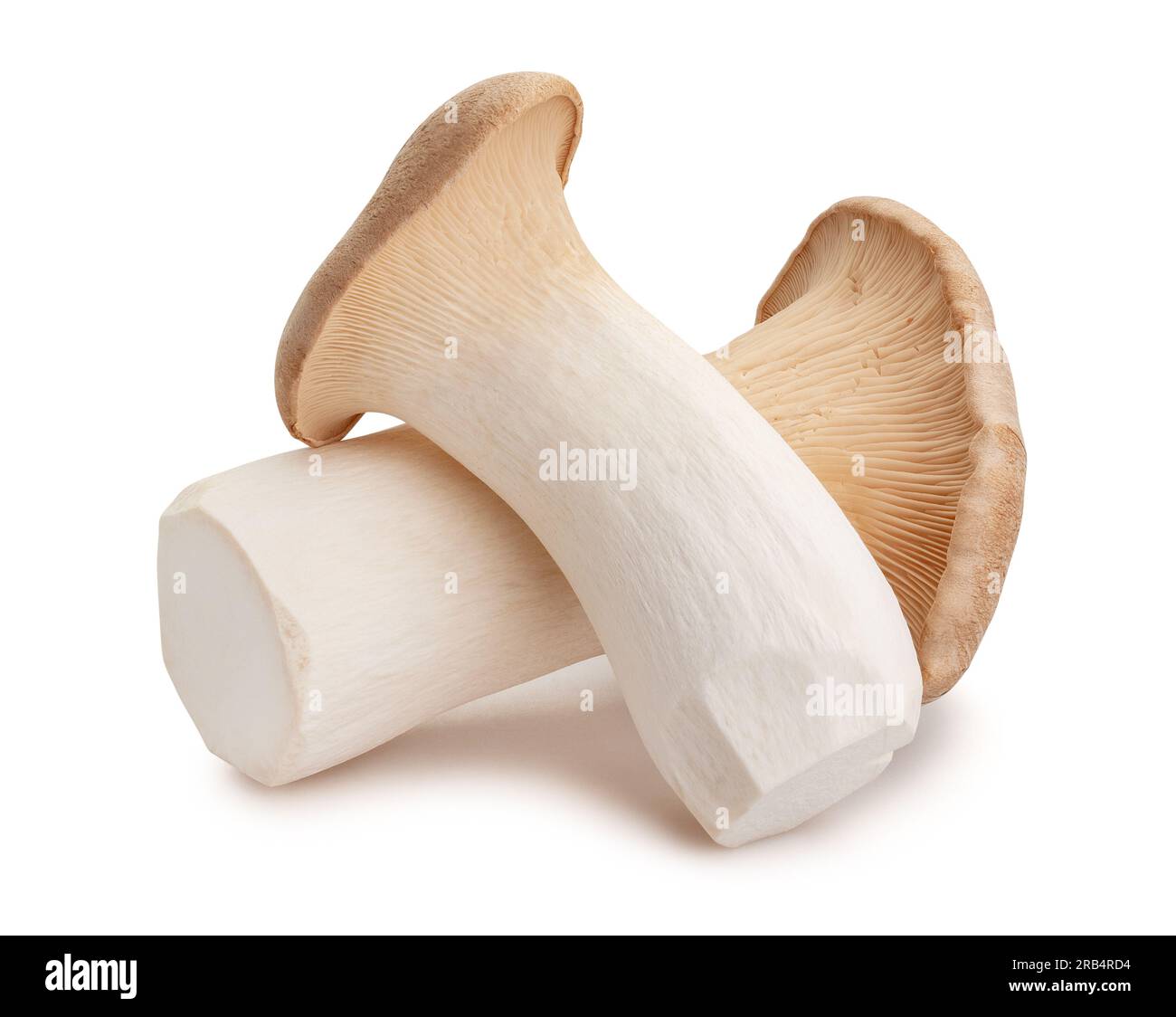 King Oyster Pilze Pfad isoliert auf weiß Stockfoto