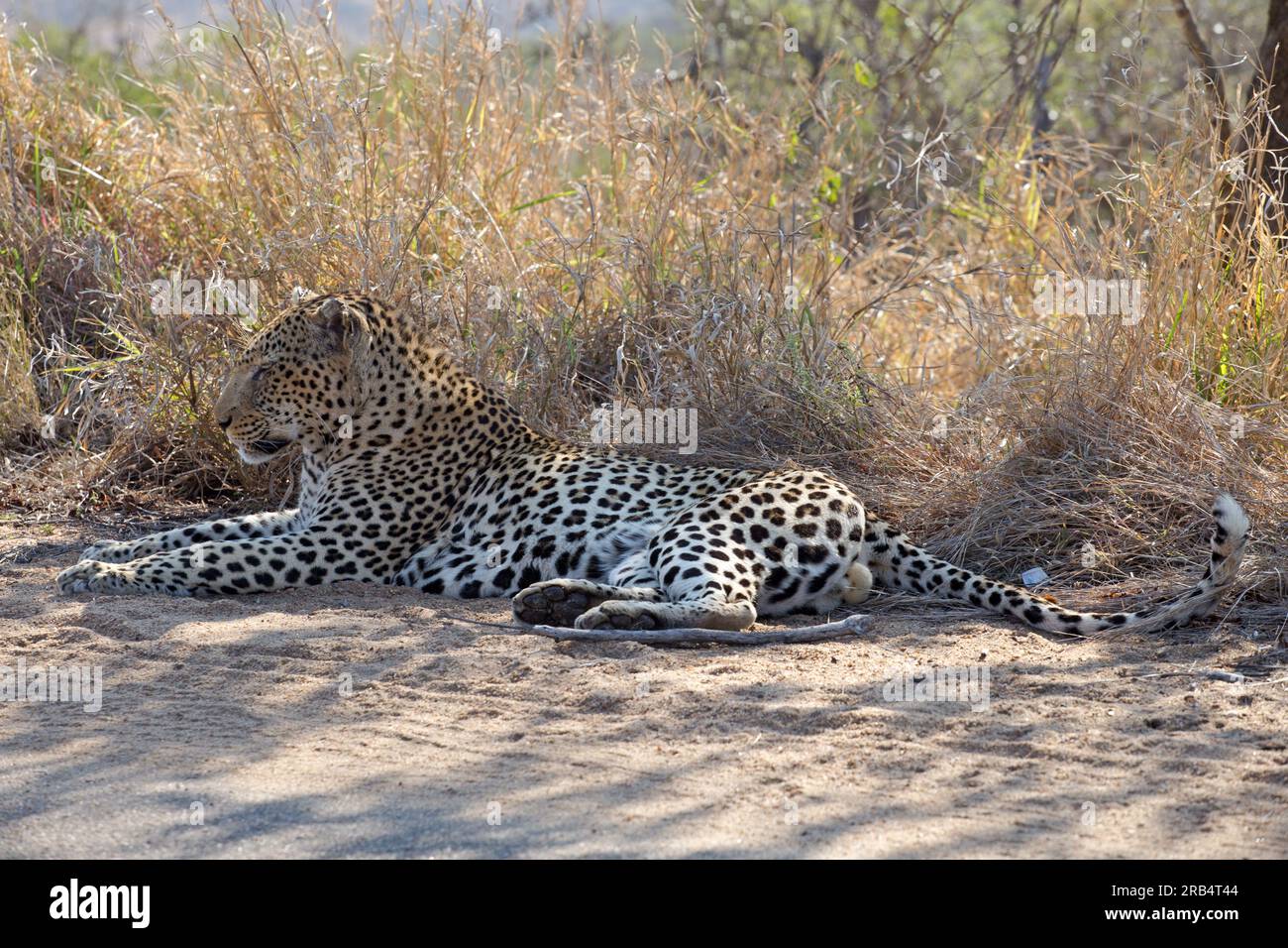 Leopard Stockfoto
