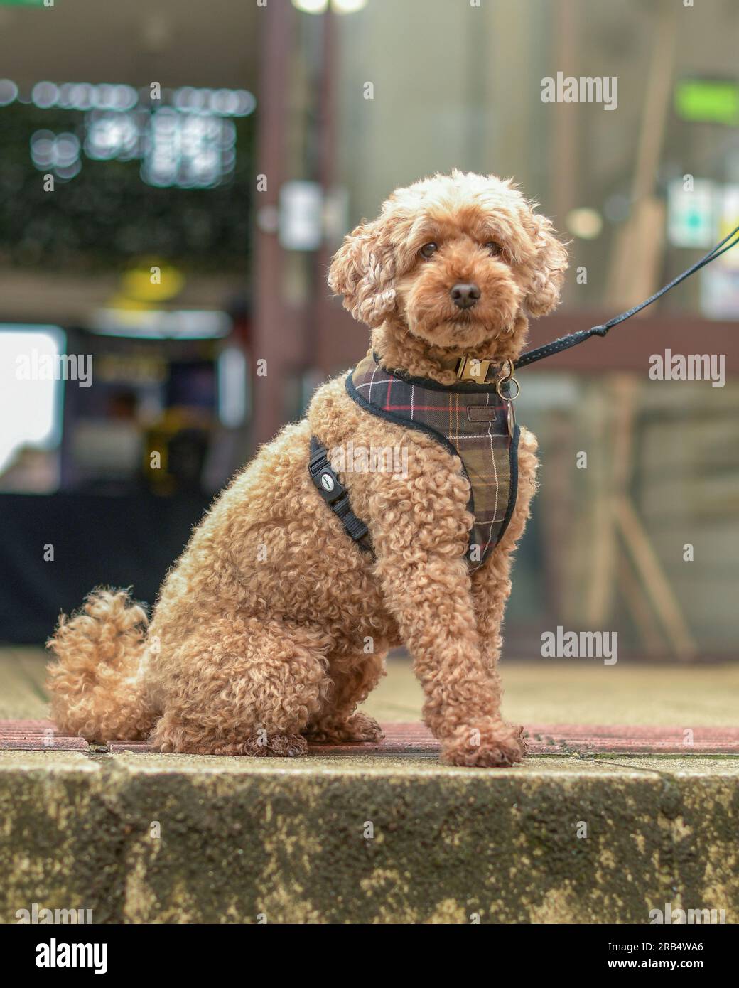 Cockapoo Stockfoto