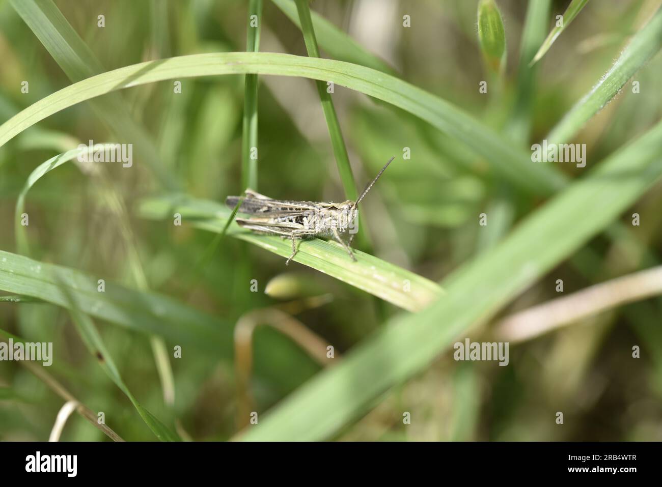 Field Grasshopper (Chorthippus brunneus) auf einem horizontalen Grasstiel in der Sonne in Right-Profile in einem Garten in Staffordshire, Großbritannien im Juli Stockfoto