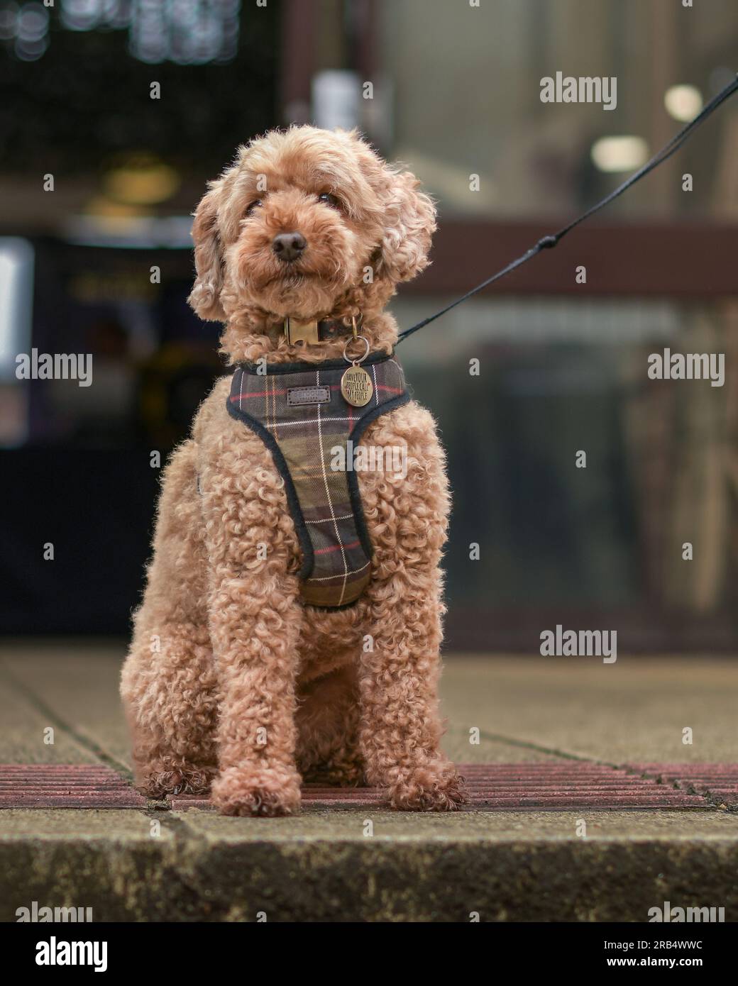 Cockapoo Stockfoto