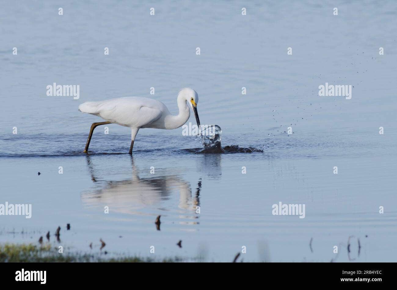 Snowy Egret, Egretta thula, auf der Suche nach Beute Stockfoto