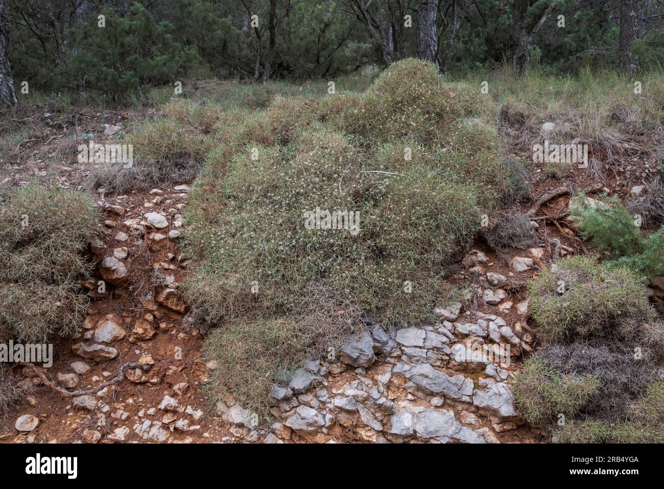 Echinospartum boissieri. Sie ist in Südspanien endemisch und bewohnt mittlere und hohe Gebirgsmüll, Kalkstein und dolomiten. Foto im Natura Stockfoto