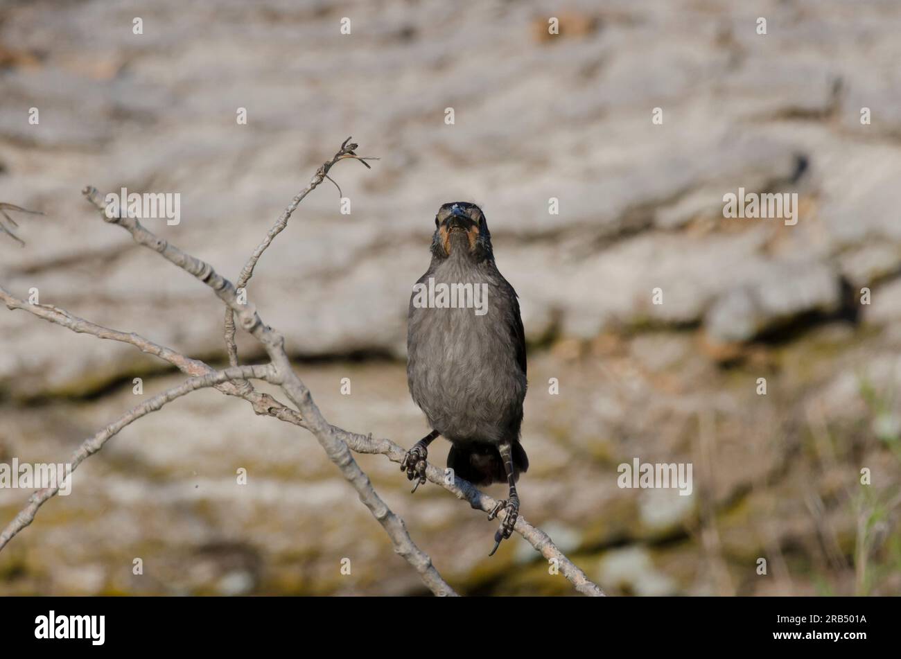 Grackle, Quiscalus quiscula, kindisch Stockfoto