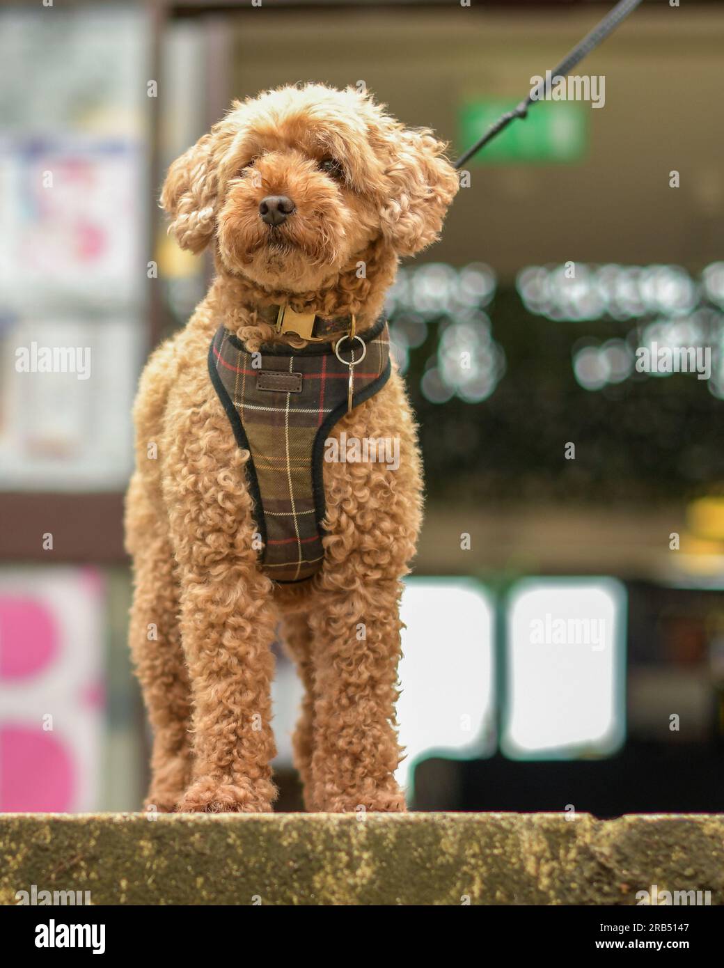 Cockapoo Stockfoto