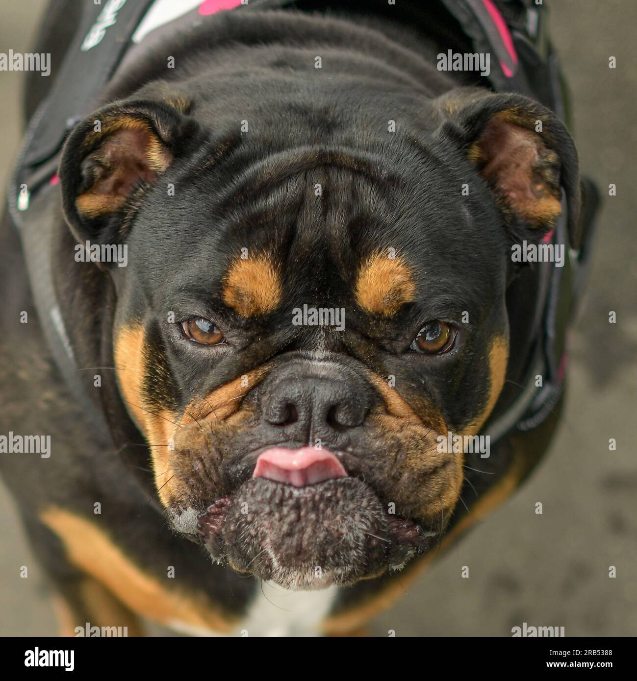 Englische Bulldogge Stockfoto