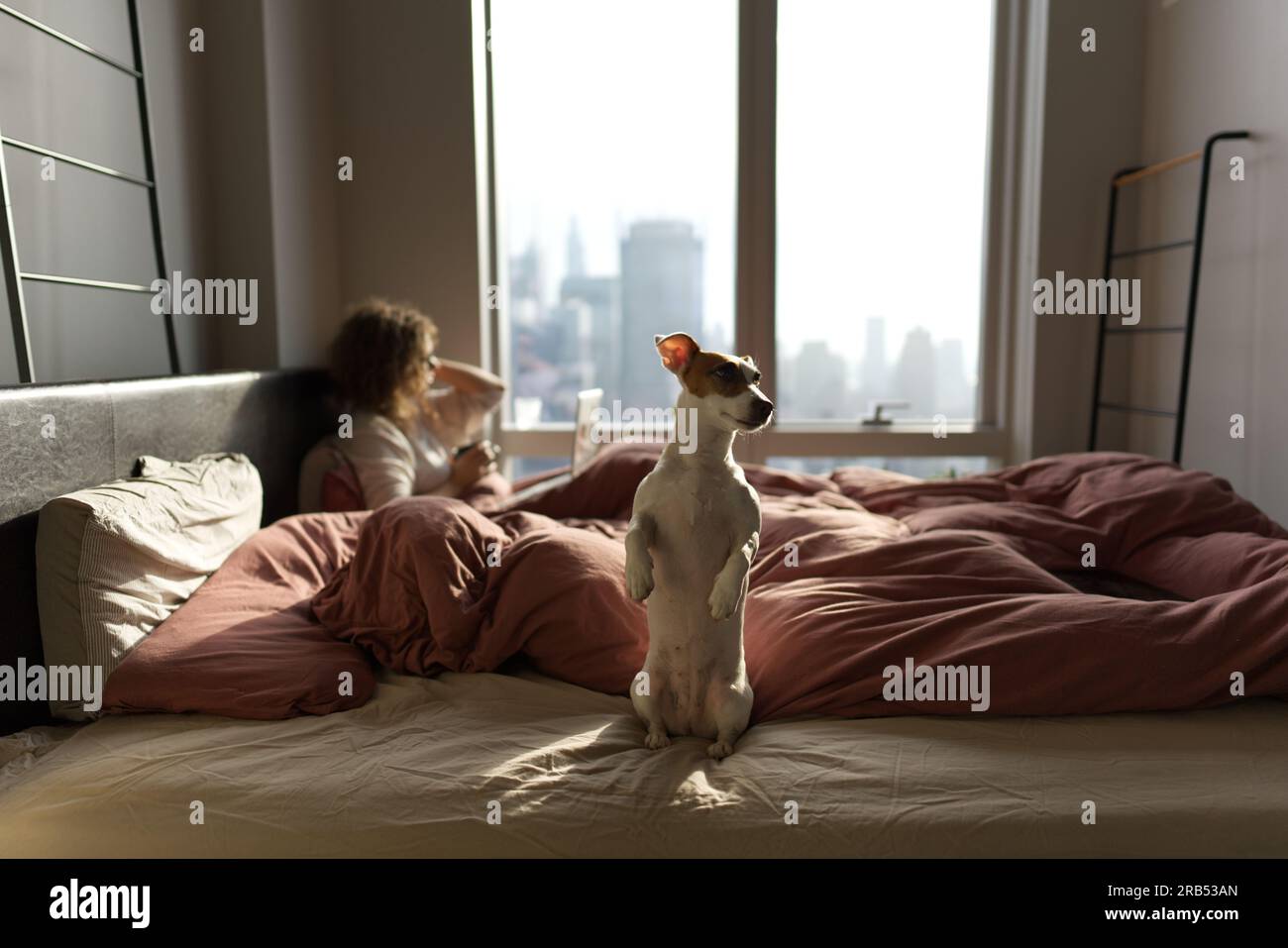 Der kleine Jack Russell Terrier, der auf dem Bett sitzt, im Erdmännchenstand Stockfoto