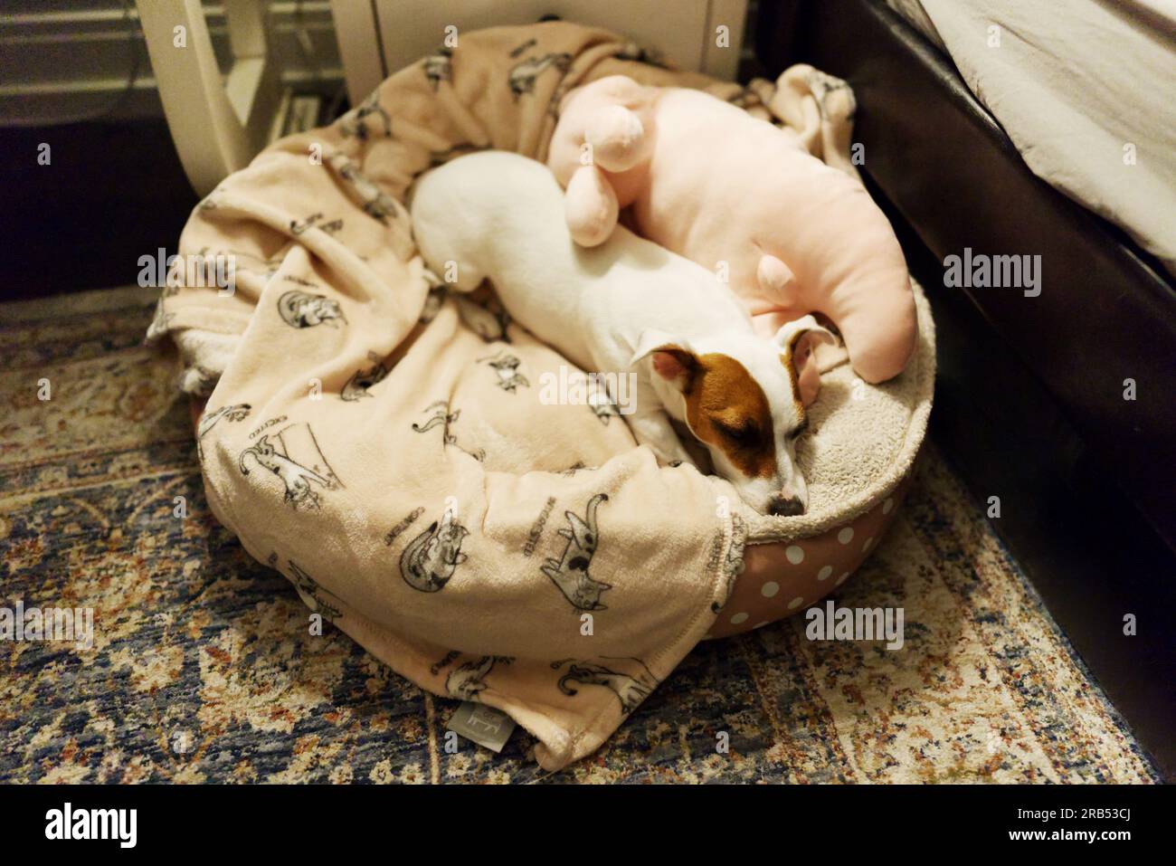 Jack Russell schläft mit ihrem Stoffhasen Stockfoto