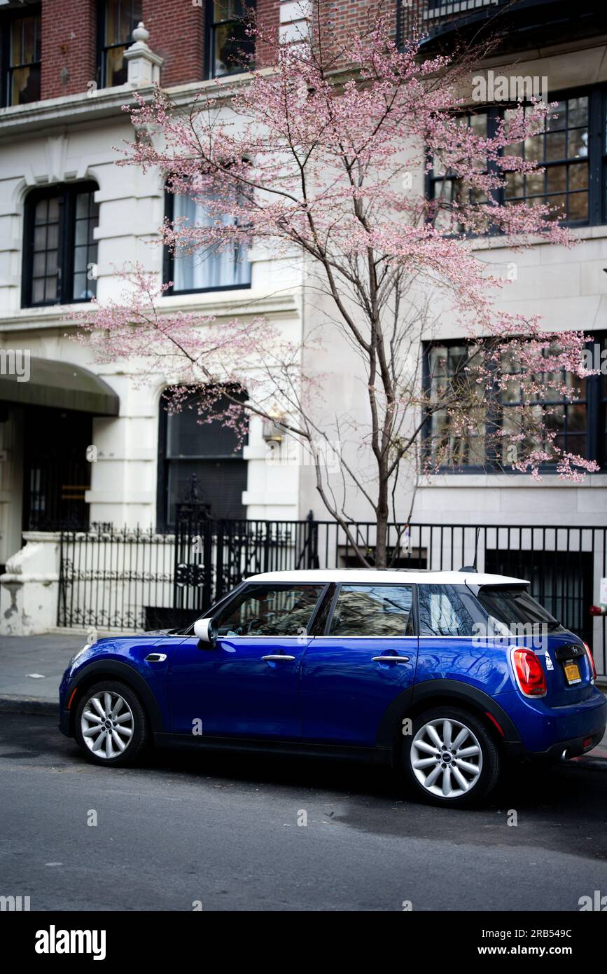 Mini Cooper unter blühender Sakura in einer New Yorker Straße Stockfoto