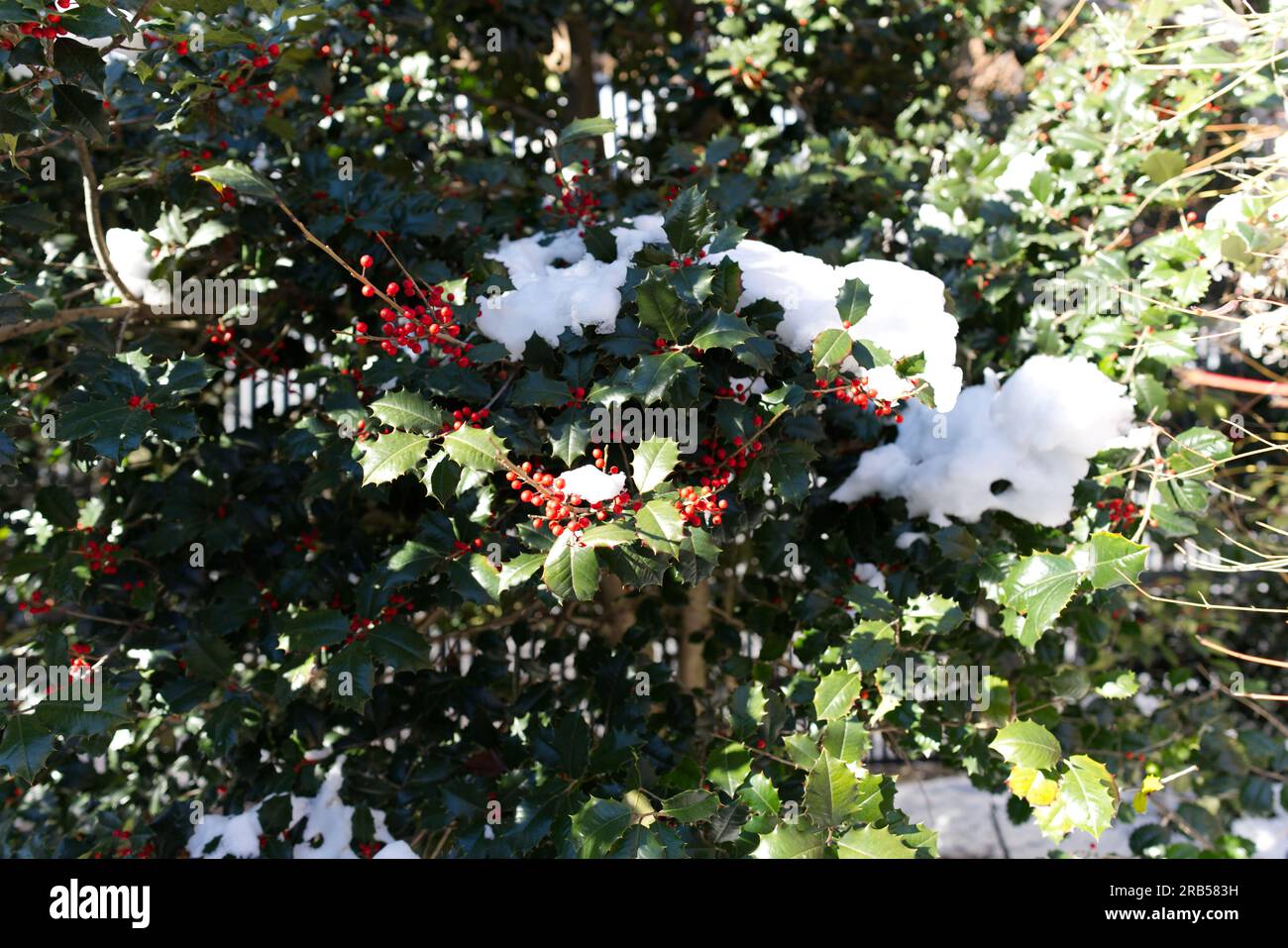 American Holly im Schnee Stockfoto
