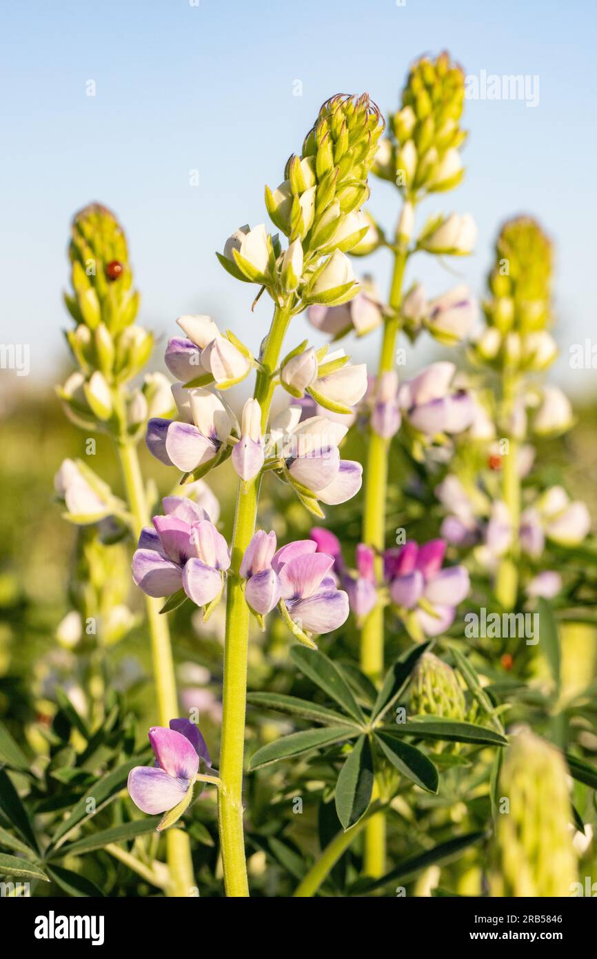 Wilde Lupinus albifrons Lupinen wachsen entlang des Weges im Everett Park Stockfoto