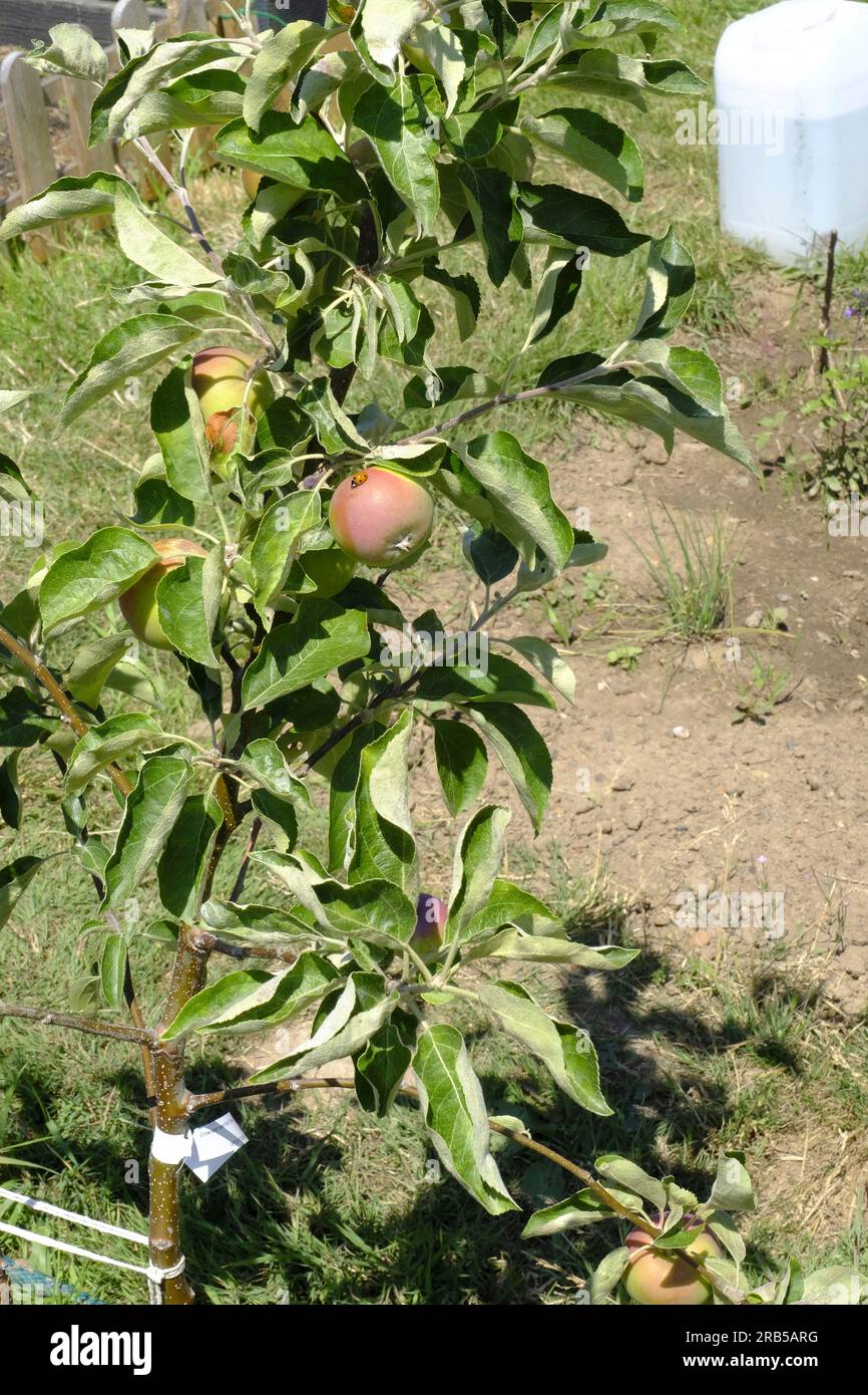 Im ersten Jahr wachsen Gala-Äpfel auf jungen Obstbäumen mit Marienkäfer auf einem der Äpfel Stockfoto