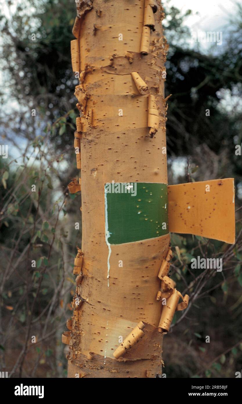 Heilpflanze als Repellent für Insekten. Madagaskar Stockfoto