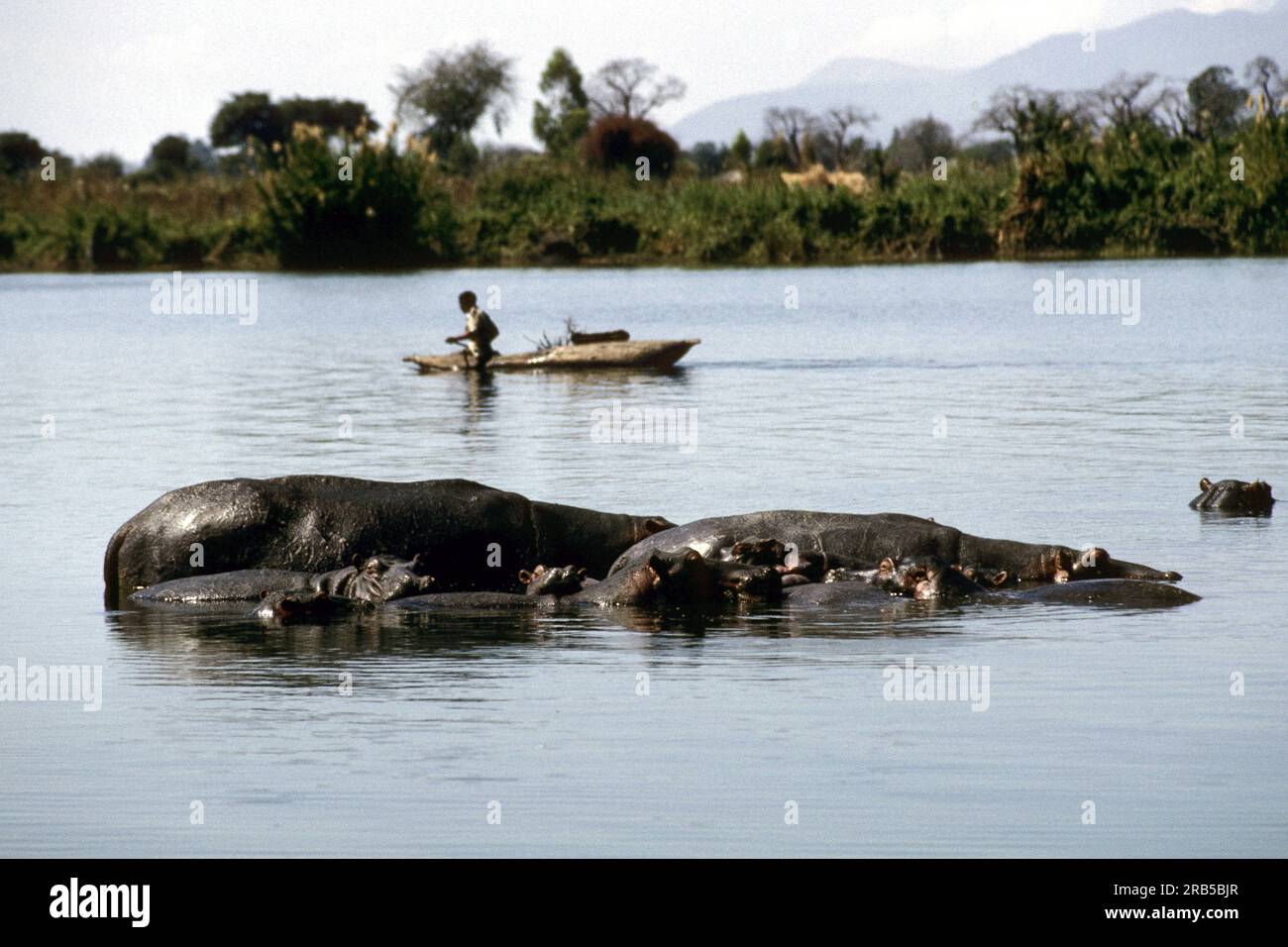 Nilpferd, Liwonde Nationalpark, Malawi, Afrika Stockfoto