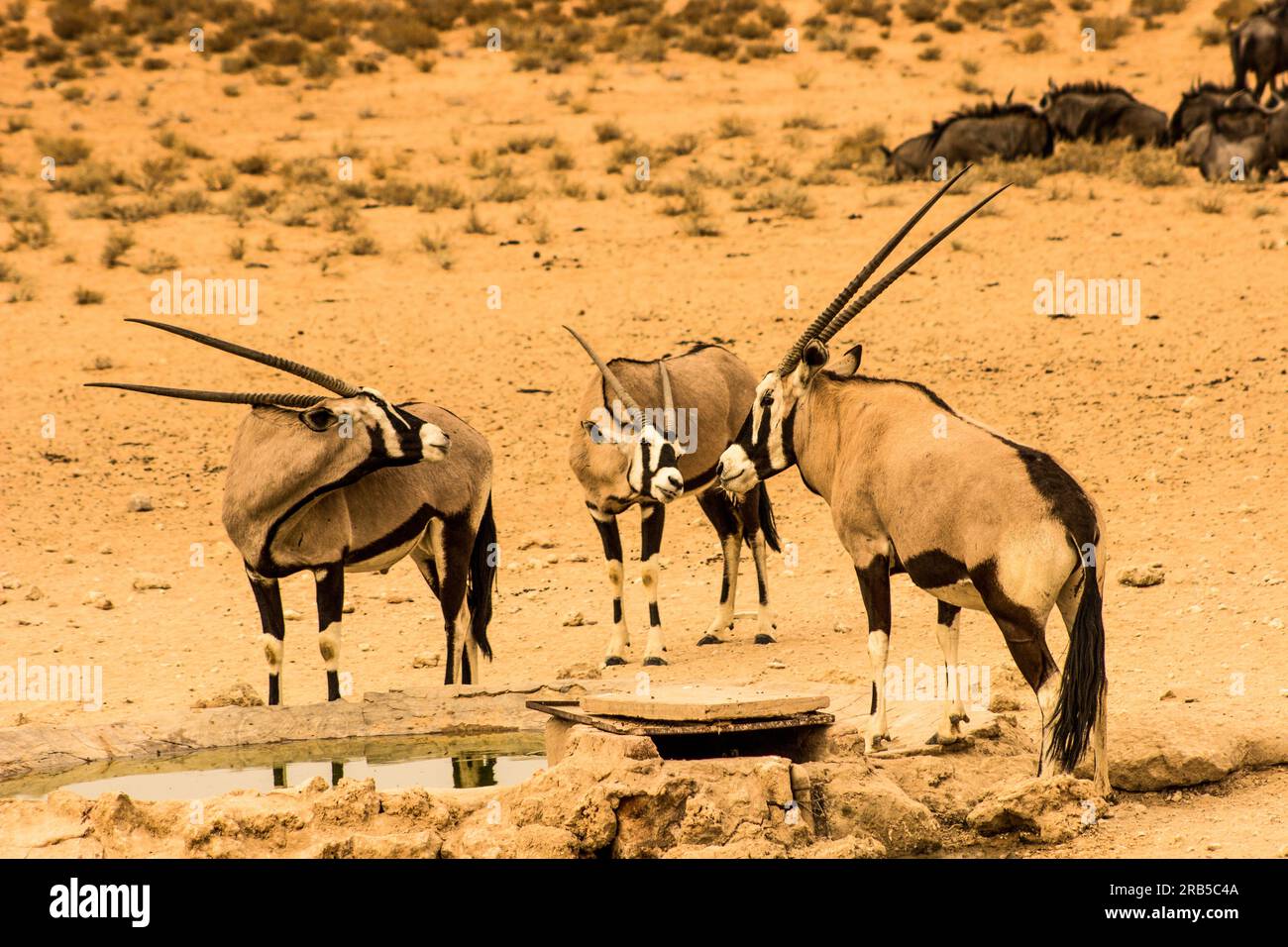Gemsbok Oryxes, Oryx Gazella, die sich mit ihren langen Hörnern an einem künstlichen Wasserloch in der Kalahari-Wüste kratzen Stockfoto