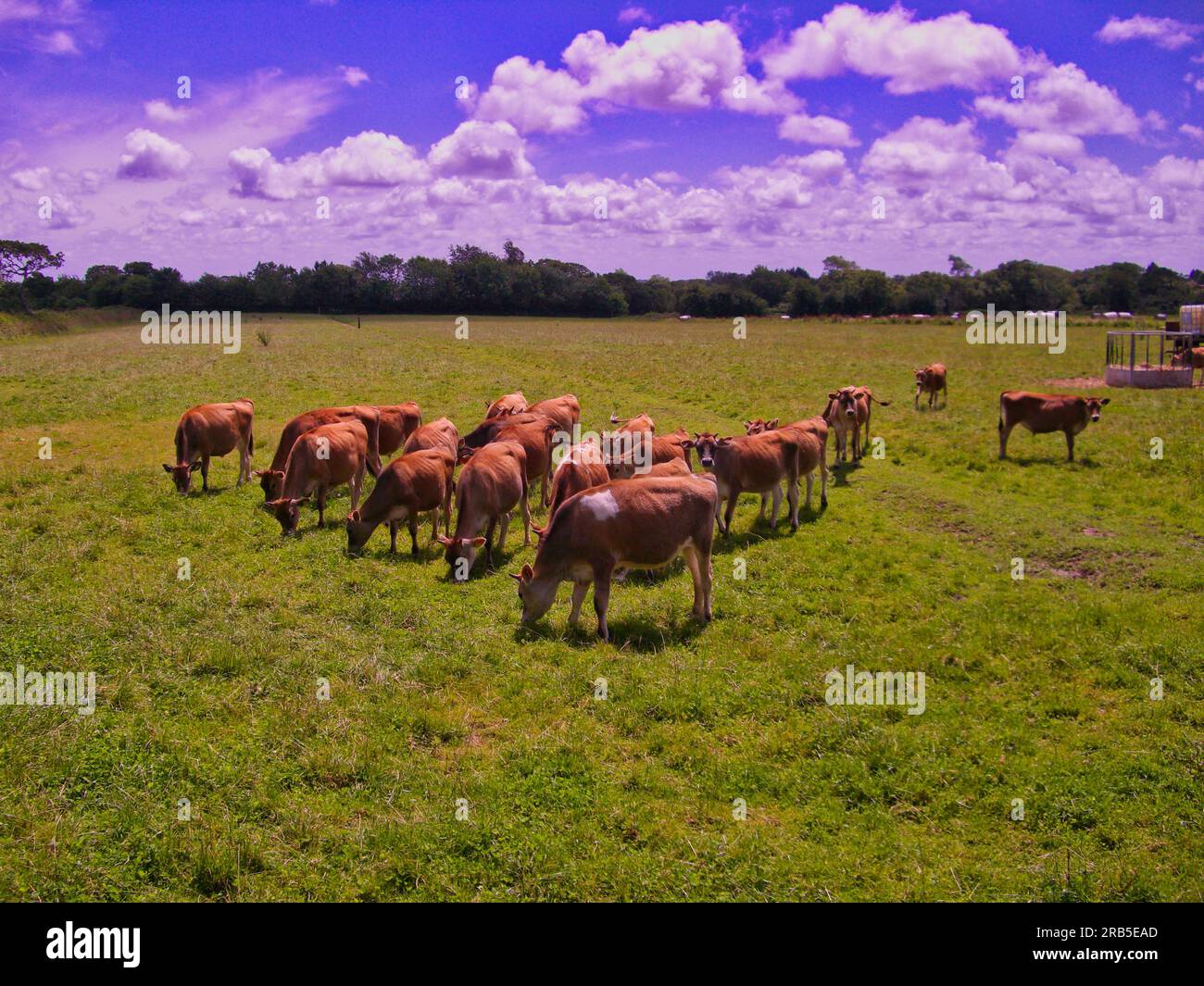 Jersey Kühe Jersey CI Stockfoto