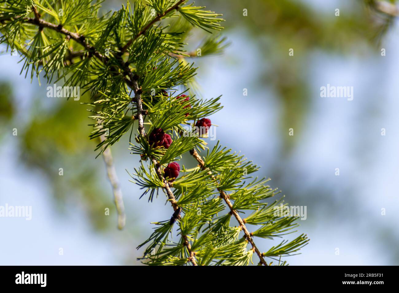 Blühender tamarack-Lärche-Baum - festlicher weihnachtsbaum - Kiefer. Aufgenommen in Toronto, Kanada. Stockfoto