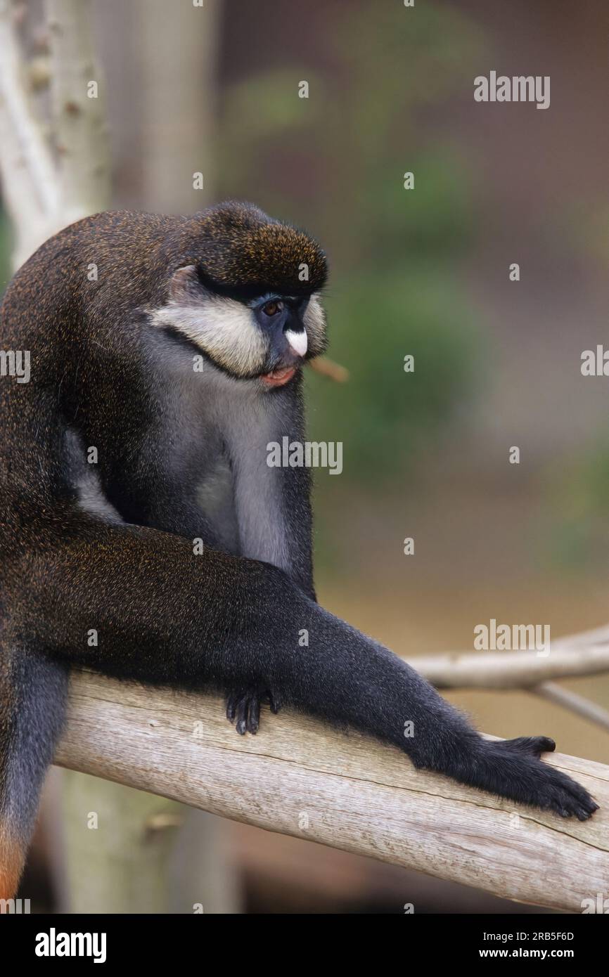 Guenons sind eine vielfältige Gruppe von Affen aus der alten Welt, die durch riesige Wangentaschen gekennzeichnet sind, die sie während der Futtersuche mit Lebensmitteln stopfen. Stockfoto