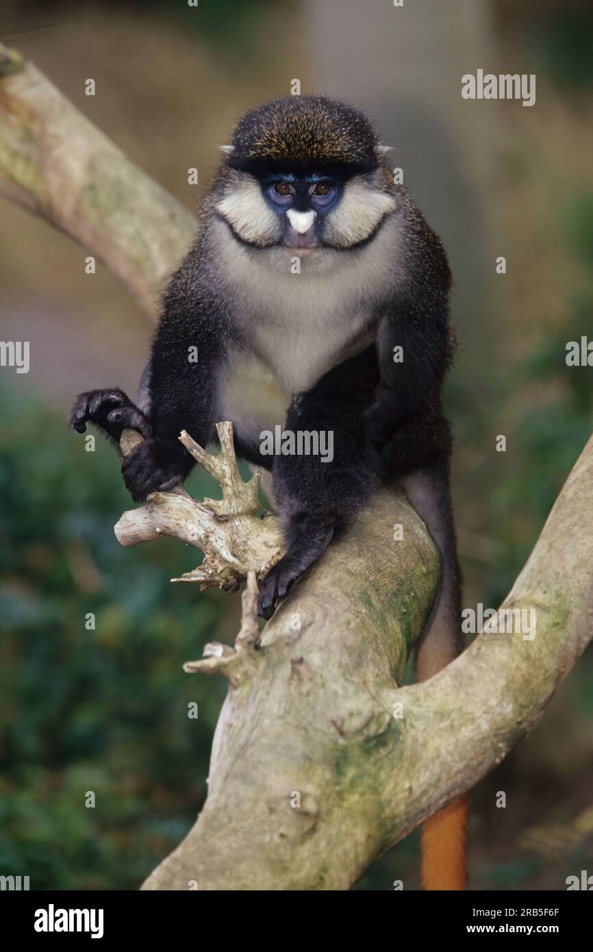 Guenons sind eine vielfältige Gruppe von Affen aus der alten Welt, die durch riesige Wangentaschen gekennzeichnet sind, die sie während der Futtersuche mit Lebensmitteln stopfen. Stockfoto