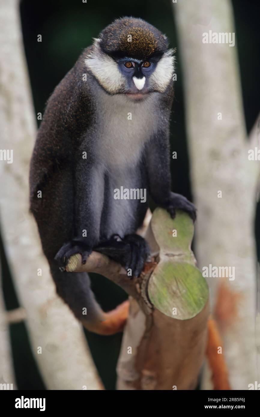 Guenons sind eine vielfältige Gruppe von Affen aus der alten Welt, die durch riesige Wangentaschen gekennzeichnet sind, die sie während der Futtersuche mit Lebensmitteln stopfen. Stockfoto
