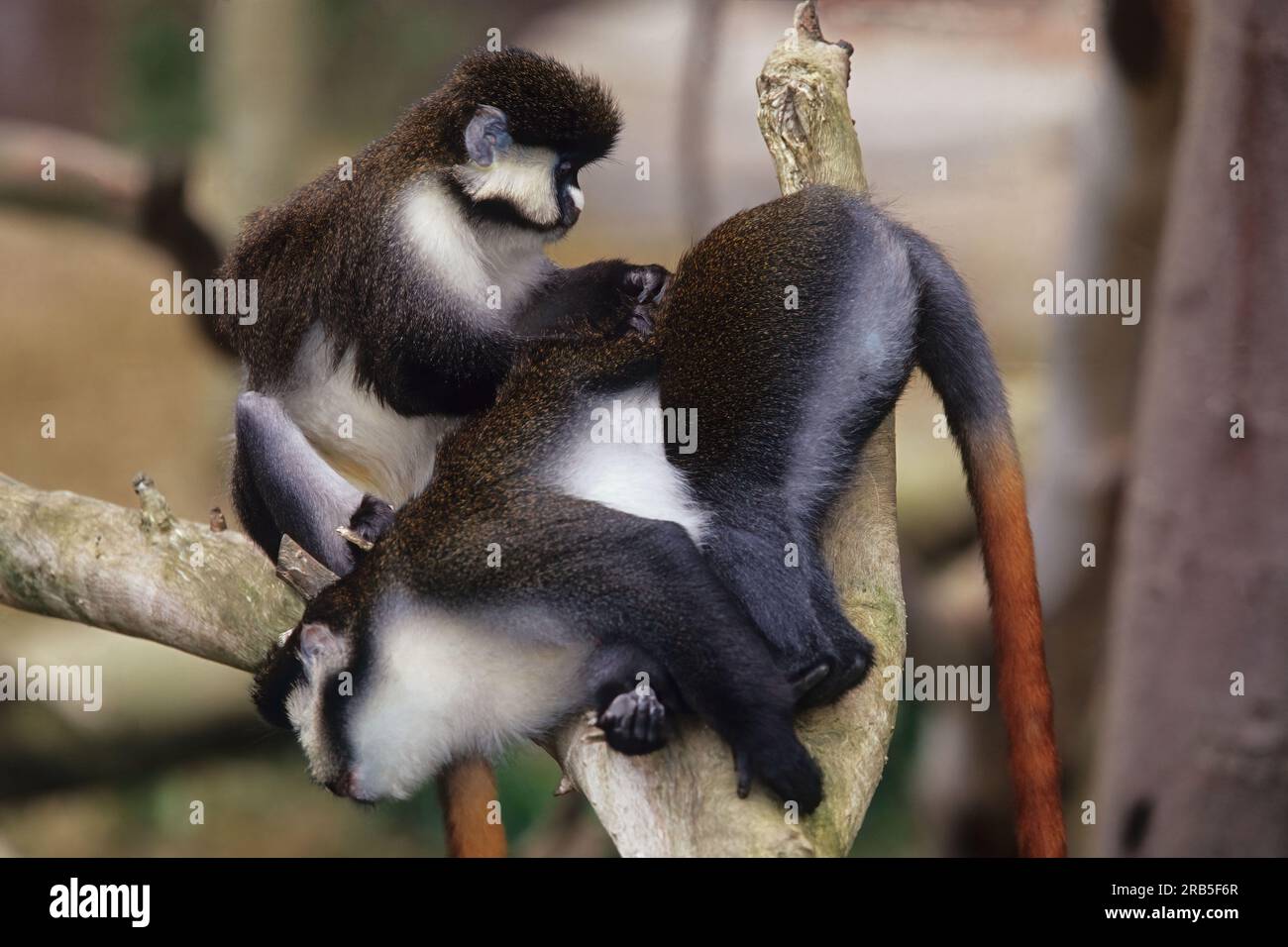 Guenons sind eine vielfältige Gruppe von Affen aus der alten Welt, die durch riesige Wangentaschen gekennzeichnet sind, die sie während der Futtersuche mit Lebensmitteln stopfen. Stockfoto