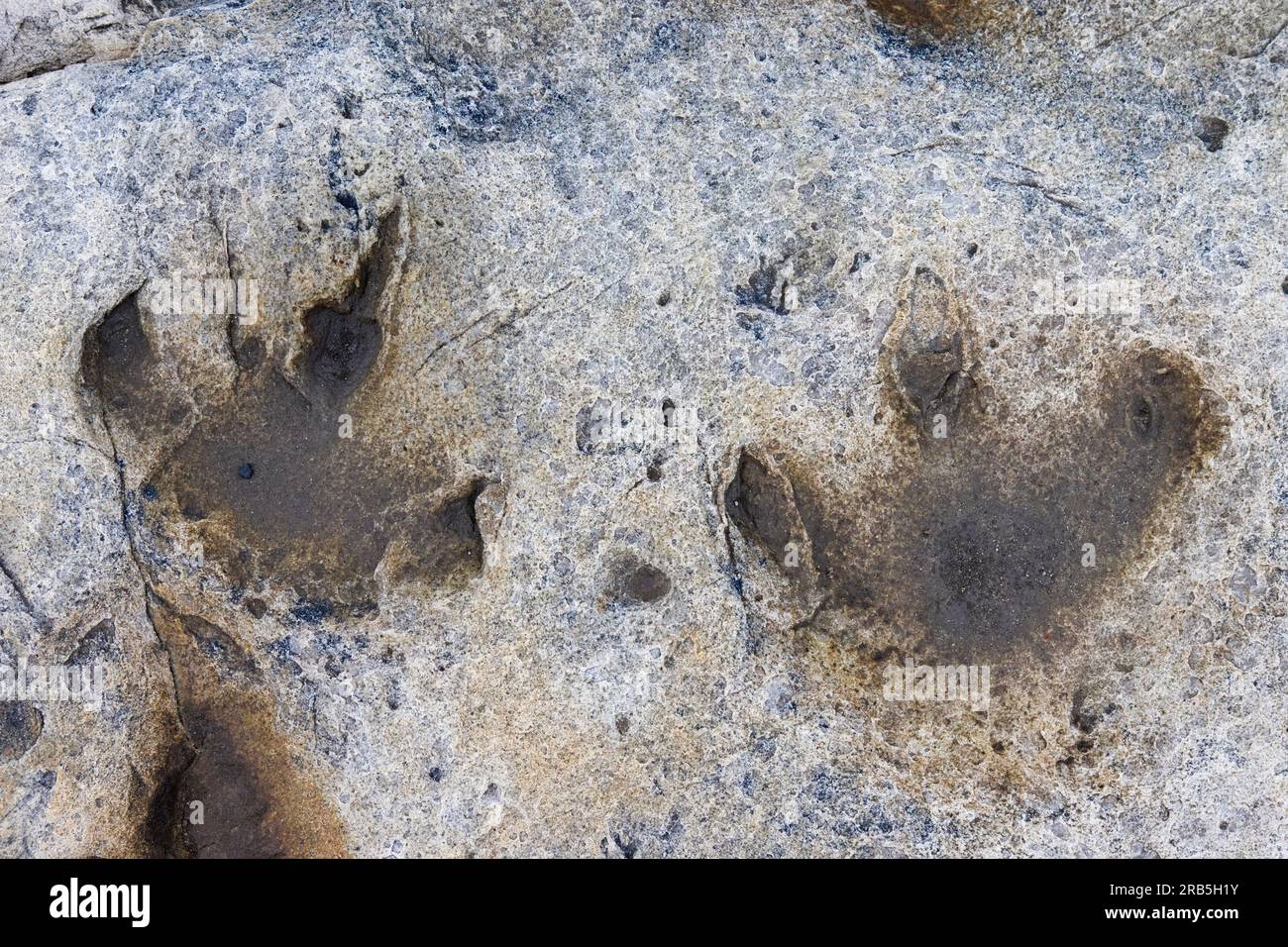 Ornithopoden-Fußabdrücke in Sandstein am Dinosaurier-Unterkreideplatz in Boltodden, Kvalvagen, Svalbard/Spitsbergen, Norwegen Stockfoto