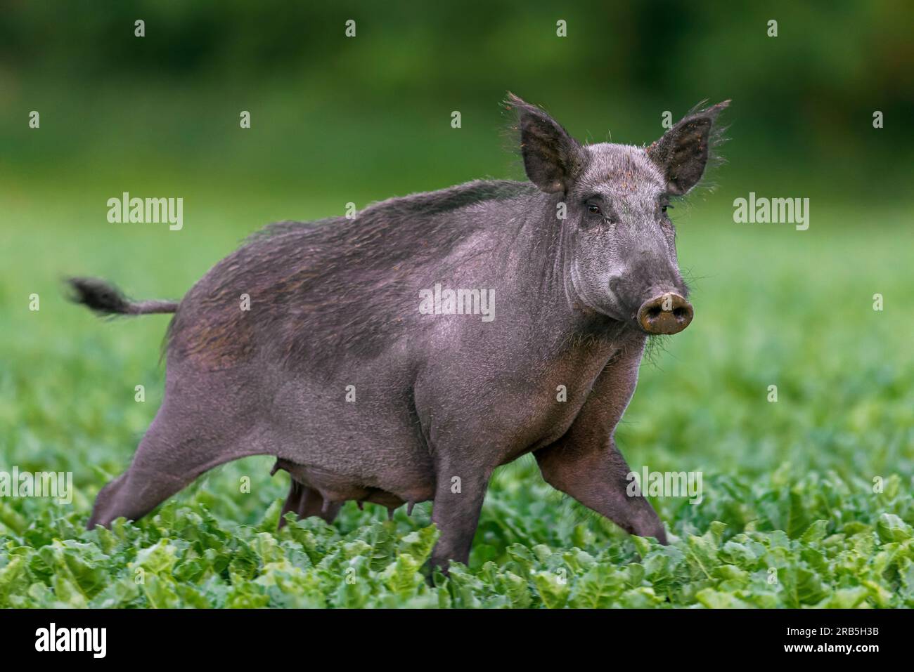 Solitärwildschweine (Sus scrofa) Sau / weibliche Futtersuche im Zuckerrübenfeld im Sommer Stockfoto