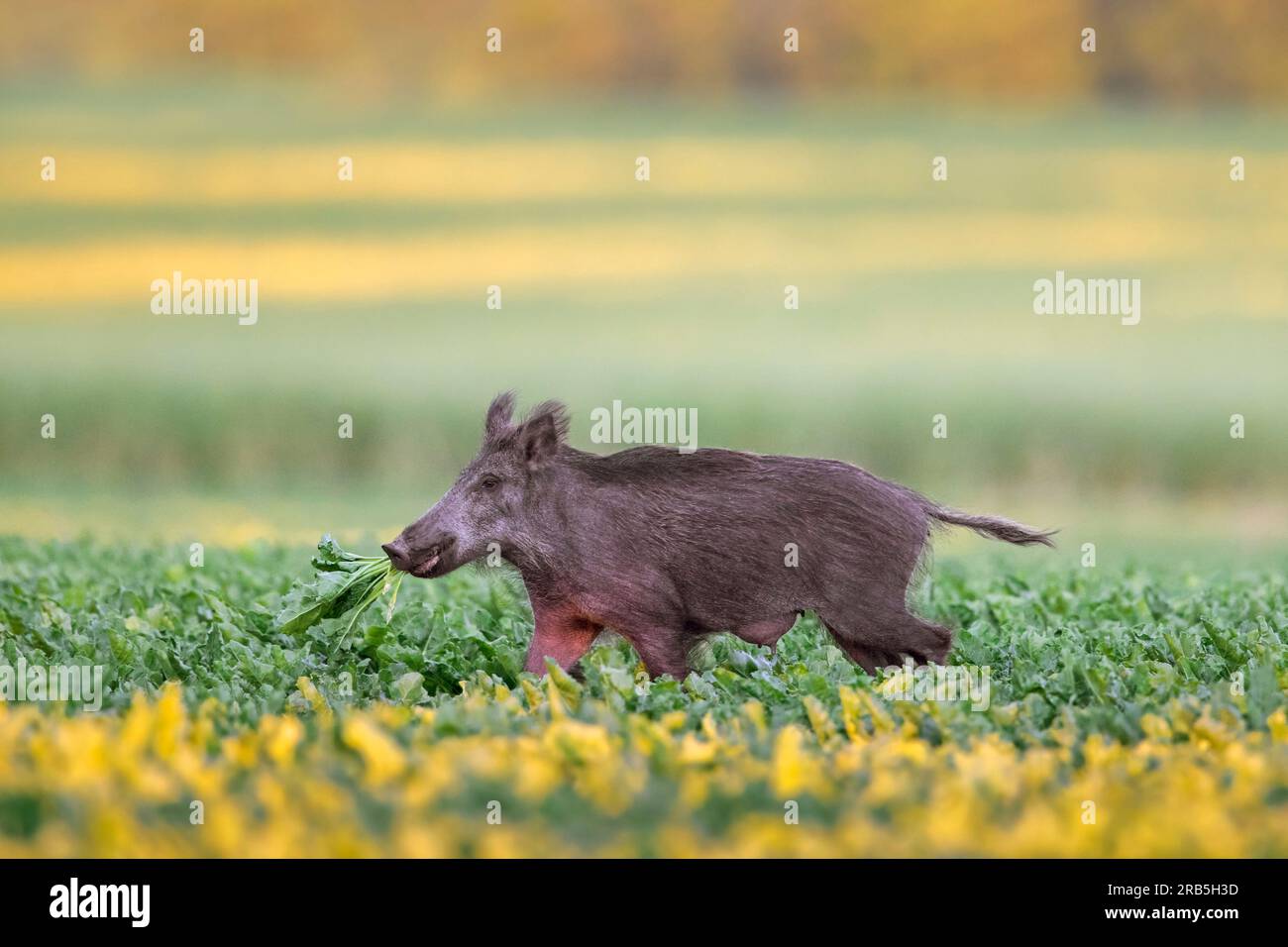 Solitärwildschwein (Sus scrofa) Sau/weibliche Sauen, die im Sommer auf dem Feld Zuckerrübenpflanzen essen Stockfoto