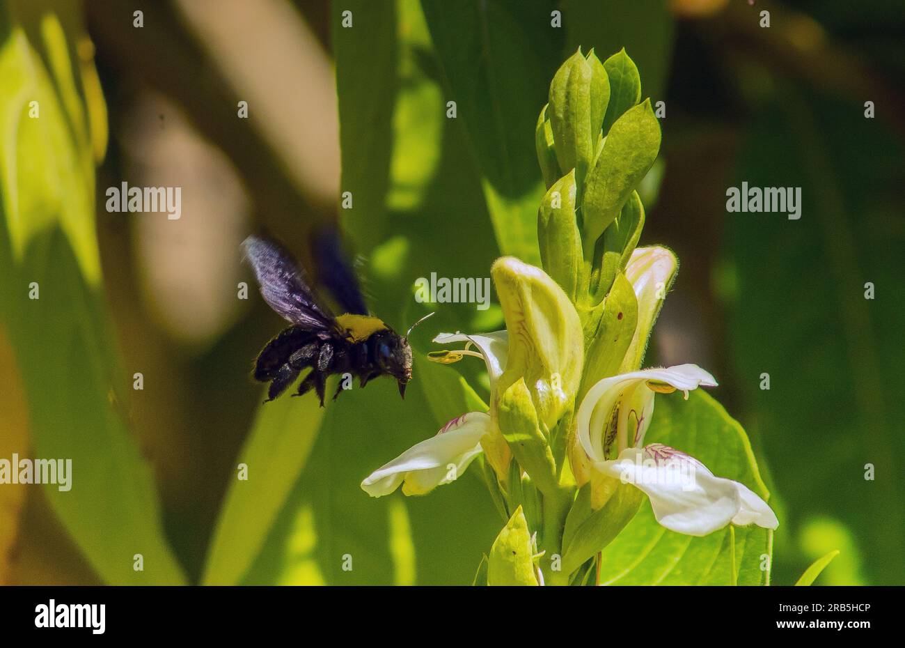 Xylocopa latipes: Insekten, die in Richtung Blüten fliegen Stockfoto