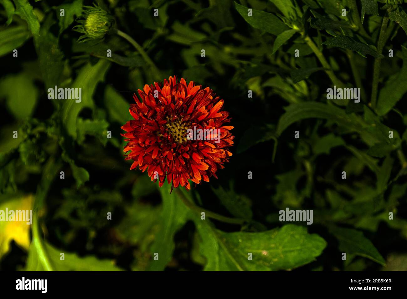 Indische Decke blüht in voller Blüte Stockfoto