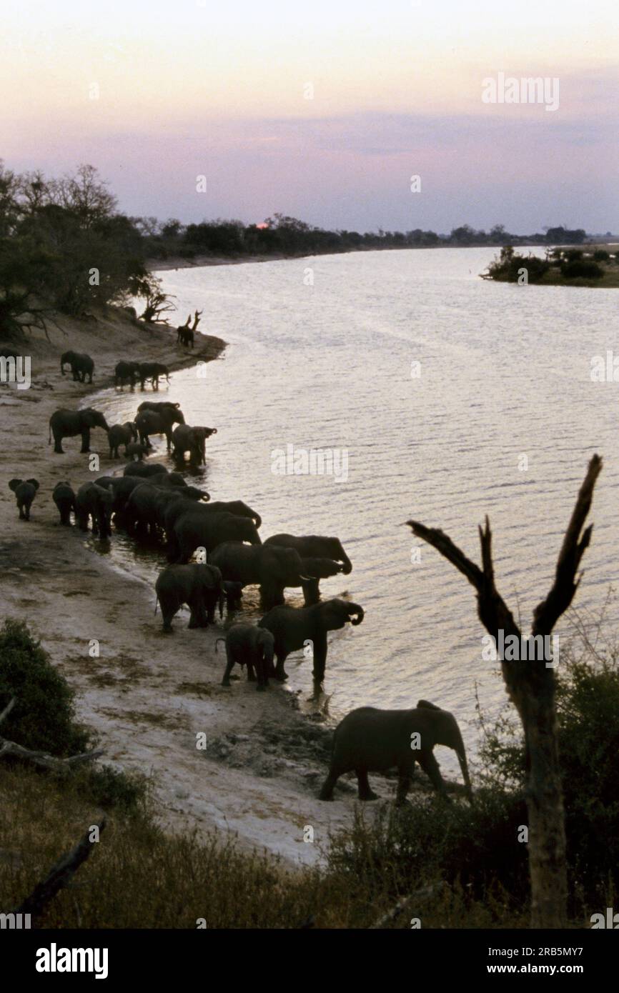 Elefanten. Shakawe. Okawango. Botsuana. Afrika Stockfoto
