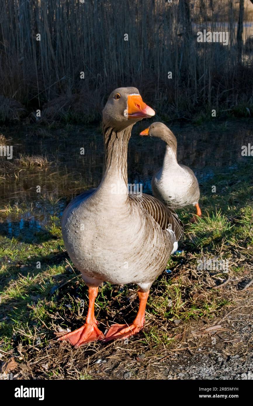 Enten Stockfoto