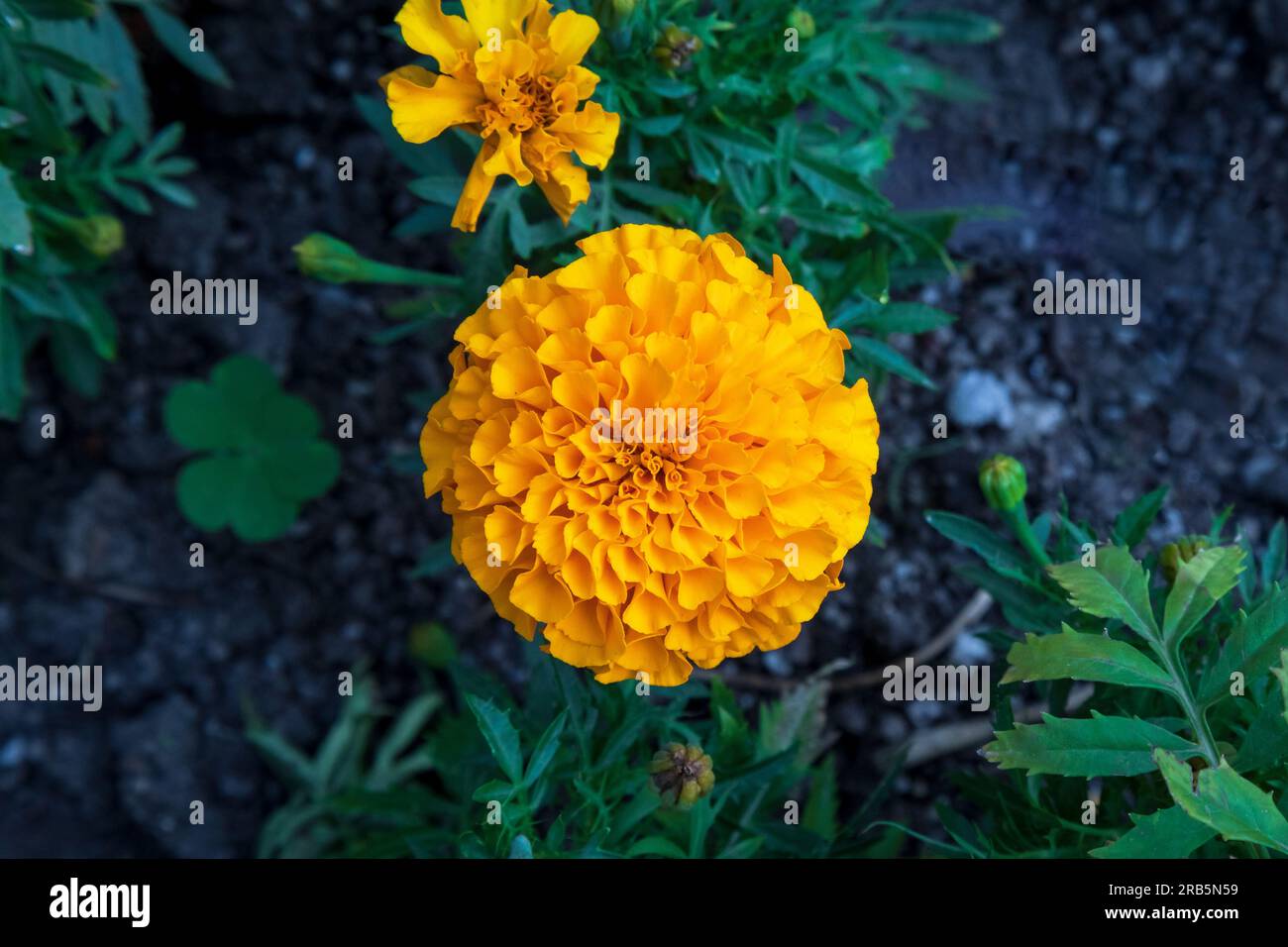 Tagetes erecta-Marigold-Blume. Nahaufnahme der orangefarbenen Ringelblume. Draufsicht. Stockfoto
