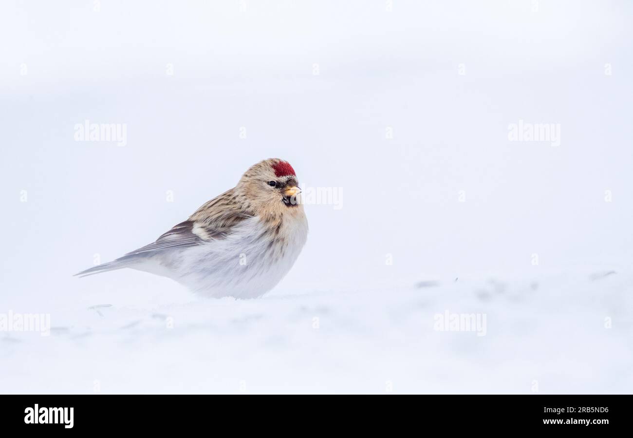 Arctic Redpoll (Acanthis hornemanni) – Überwinterung im arktischen Norwegen. Stockfoto
