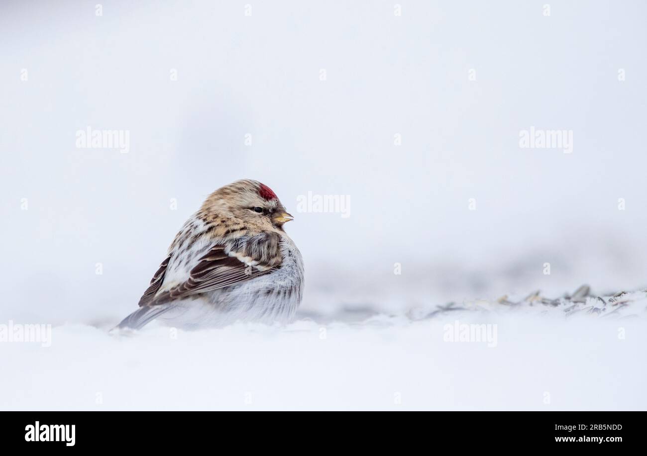 Arctic Redpoll (Acanthis hornemanni) – Überwinterung im arktischen Norwegen. Stockfoto