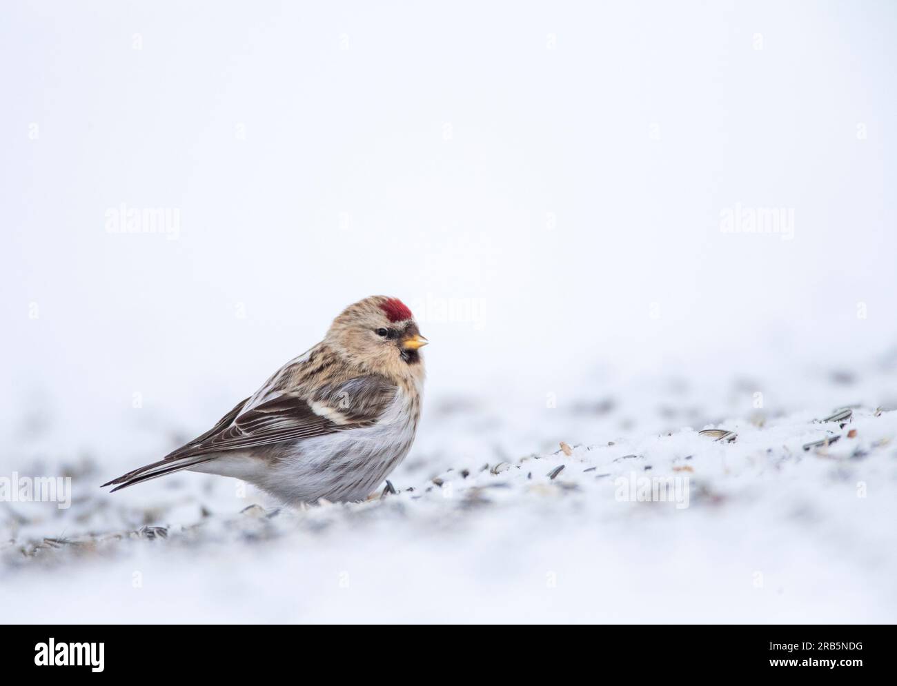 Arctic Redpoll (Acanthis hornemanni) – Überwinterung im arktischen Norwegen. Stockfoto
