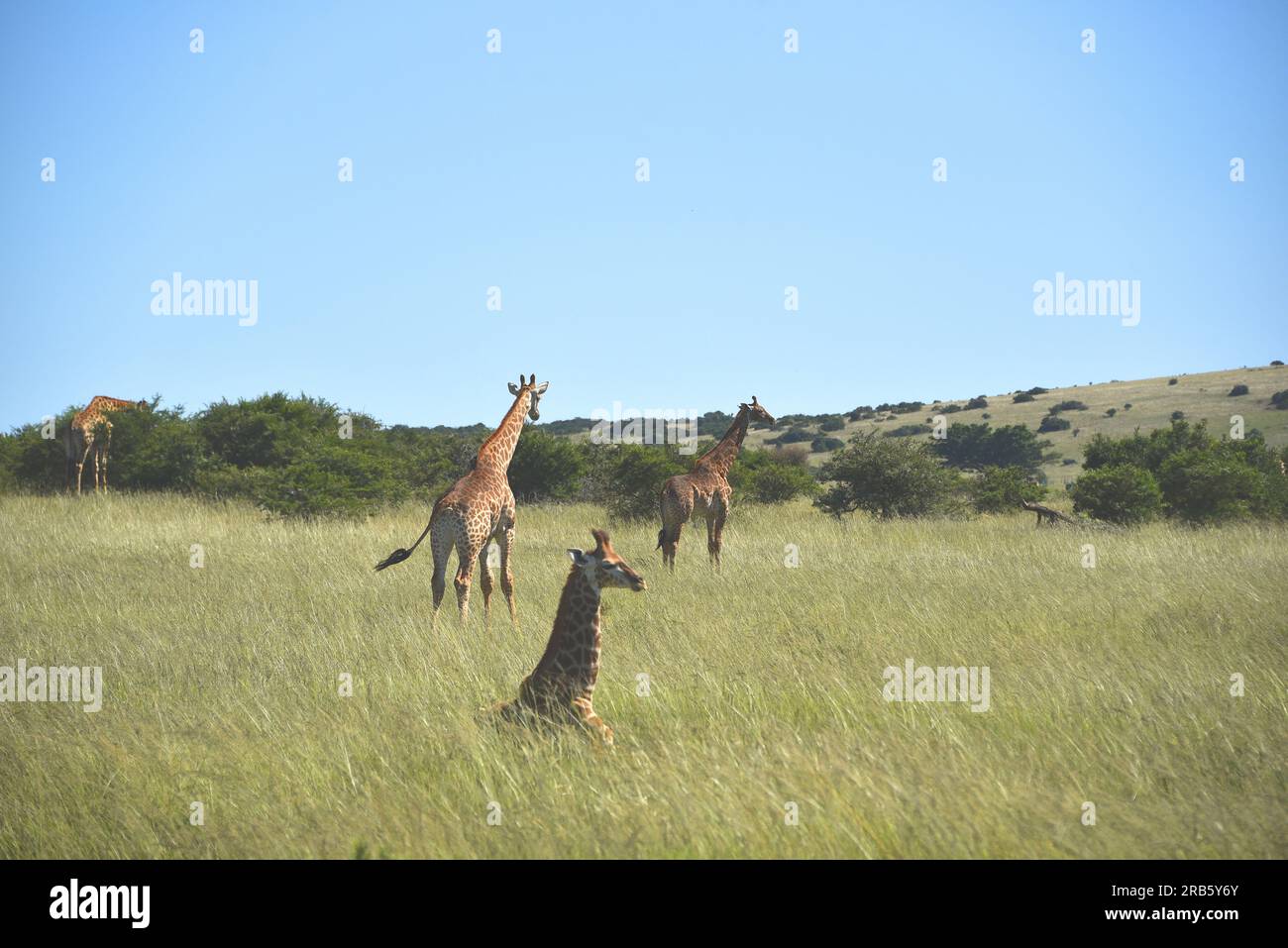 Großformatiges Nahpanorama einer Gruppe wilder südafrikanischer Giraffen, die sich im hohen Gras entspannen und Akazienbüsche füttern. Beachten Sie das junge Kalb. Stockfoto