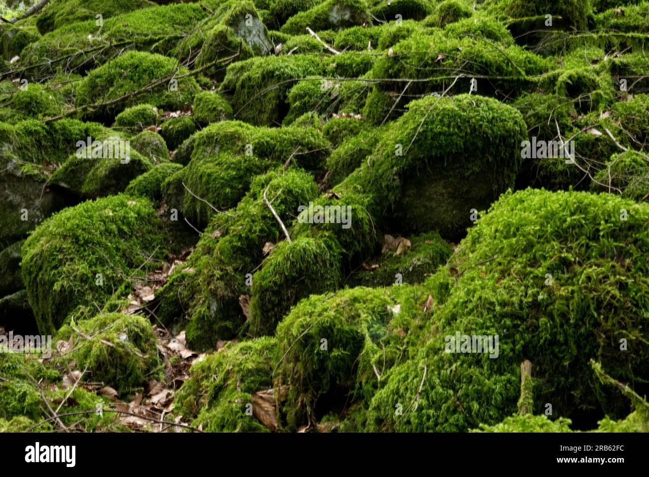 Moos-bedeckte Steine, geheimnisvolle Atmosphäre, grüner Hintergrund Stockfoto
