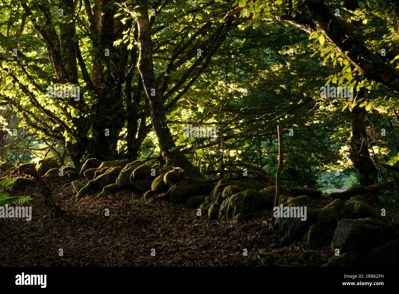 Gestapelte Steinmauer, überwuchert mit Moos, ehemalige Grenze zwischen Frankreich und Deutschland vor dem Ersten Weltkrieg, am frühen Morgen, Licht fällt durch die Baumkronen Stockfoto