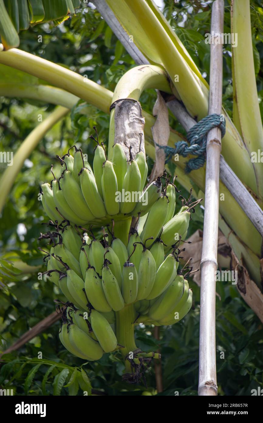 Eine Banane auf einer Palme lehnt sich an Bambusstangen Stockfoto
