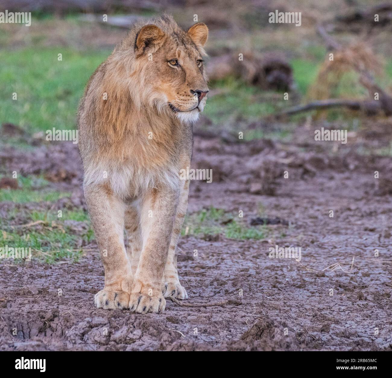 Afrikanischer Löwe im Mashatu Euphorbia Game Reserve in Botswana. Stockfoto