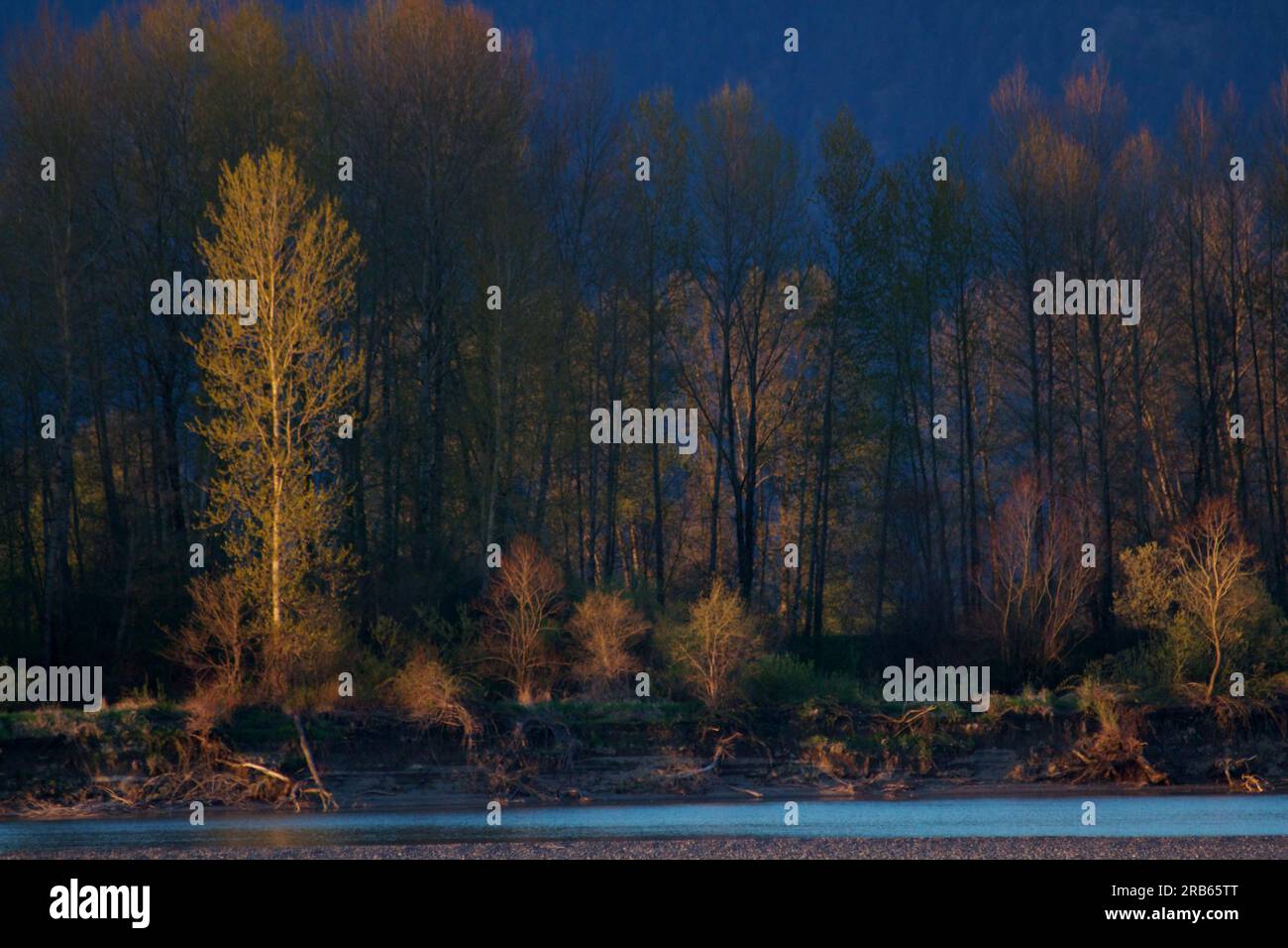 Eine Gruppe von Bäumen mit verschiedenen Farben säumen das Ufer eines Flusses. Stockfoto