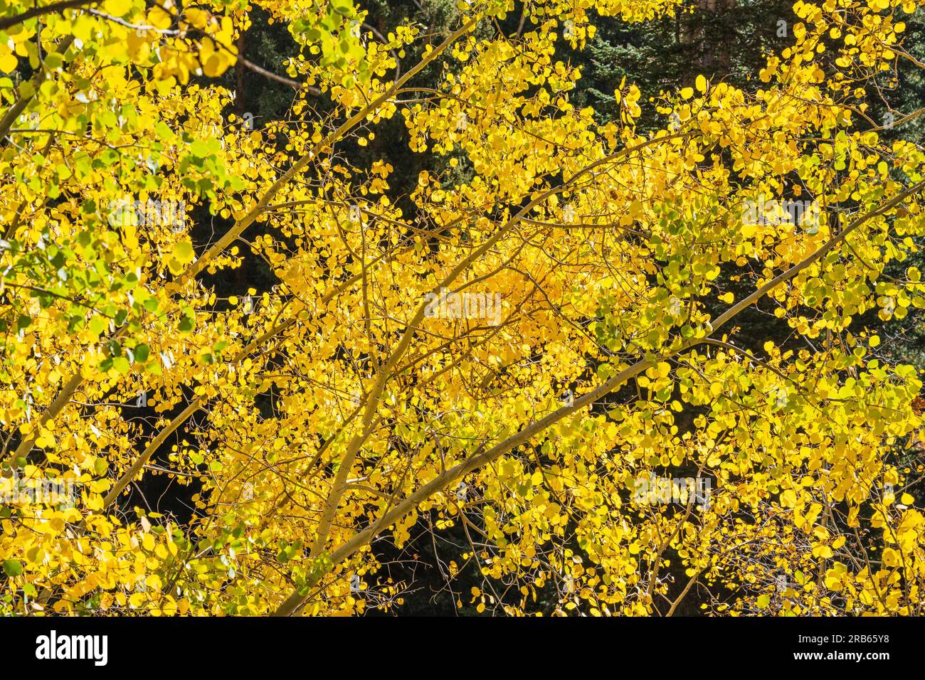 American Aspens bringt Herbstfarben in Colorado. Stockfoto