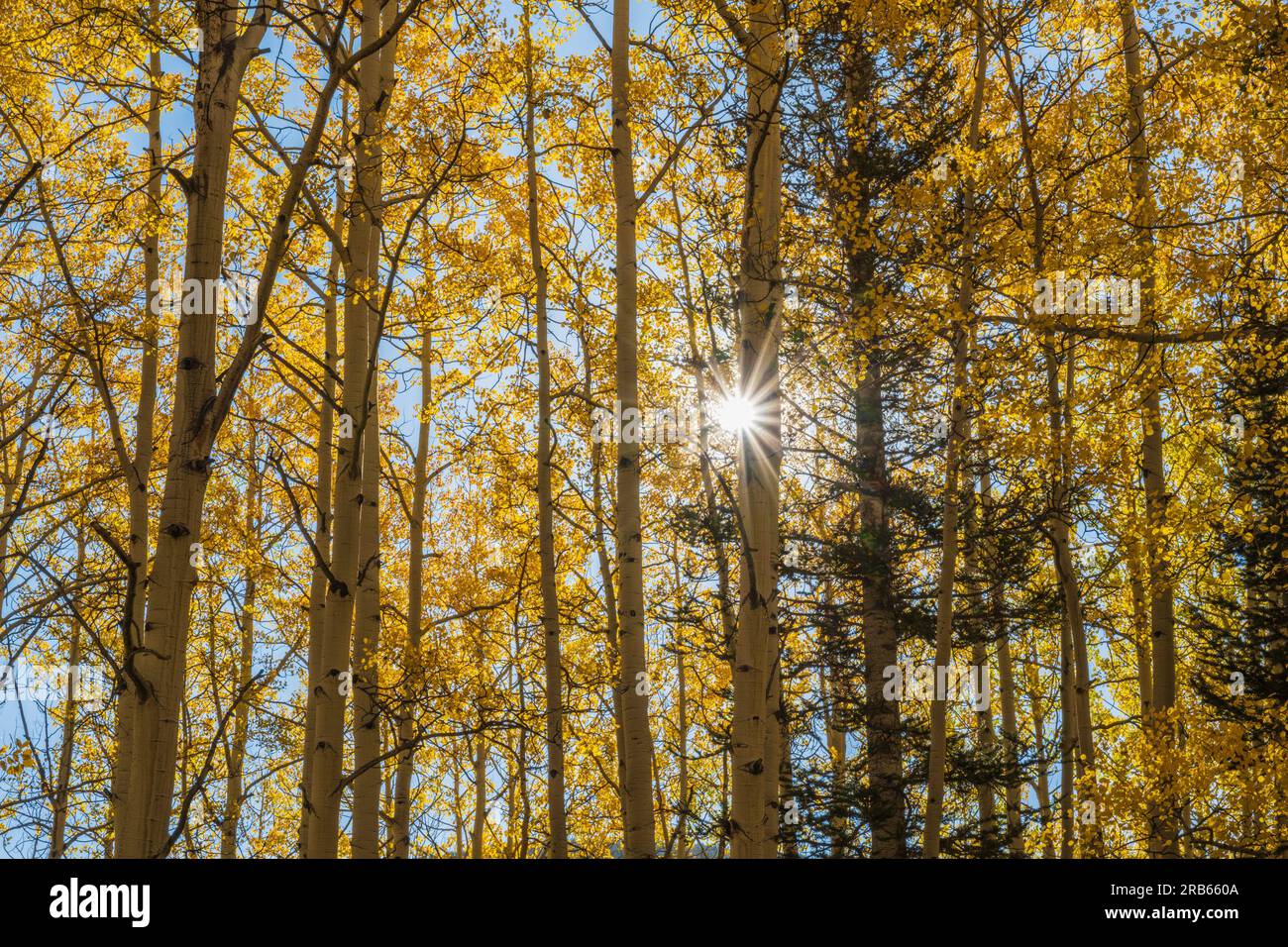 Der Star-Burst-Effekt in American Aspens bringt in Colorado Herbstfarben. Stockfoto