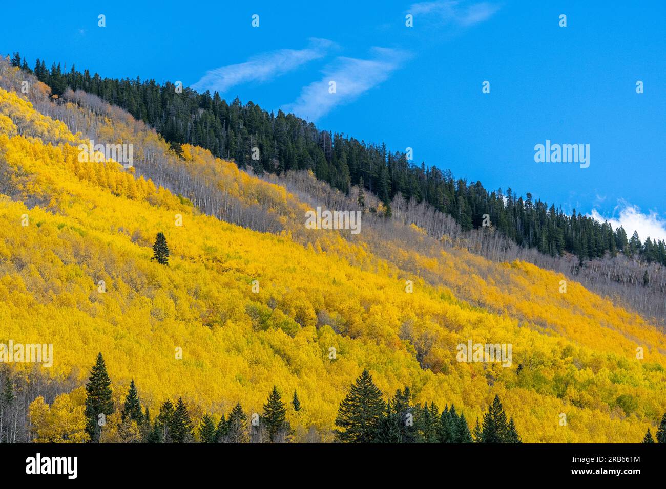 Herbstfarben am Crested Butte Mountain in Colorado. Stockfoto