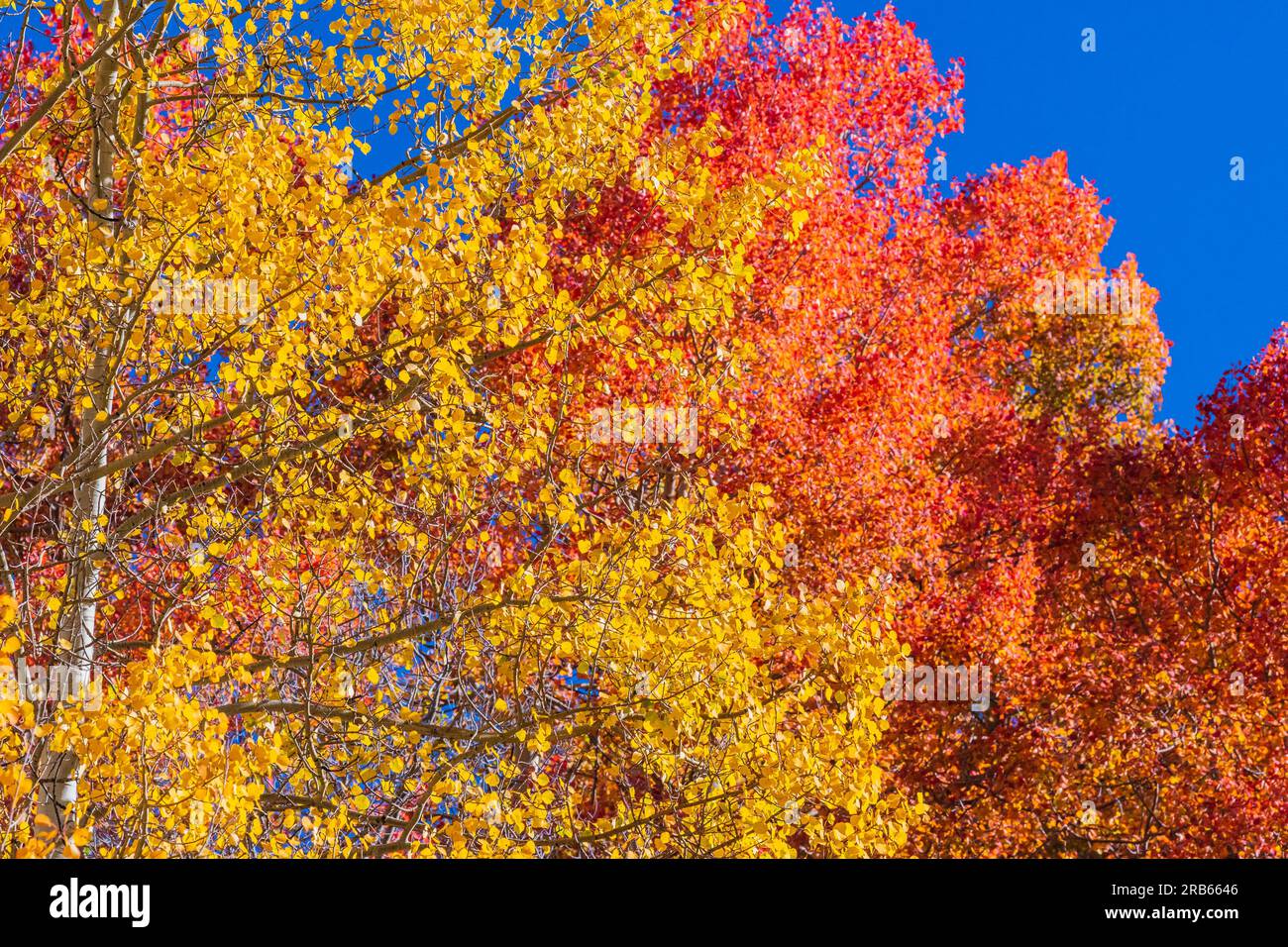 American Aspens Goldblätter bringen Herbstfarben in Colorado. Stockfoto